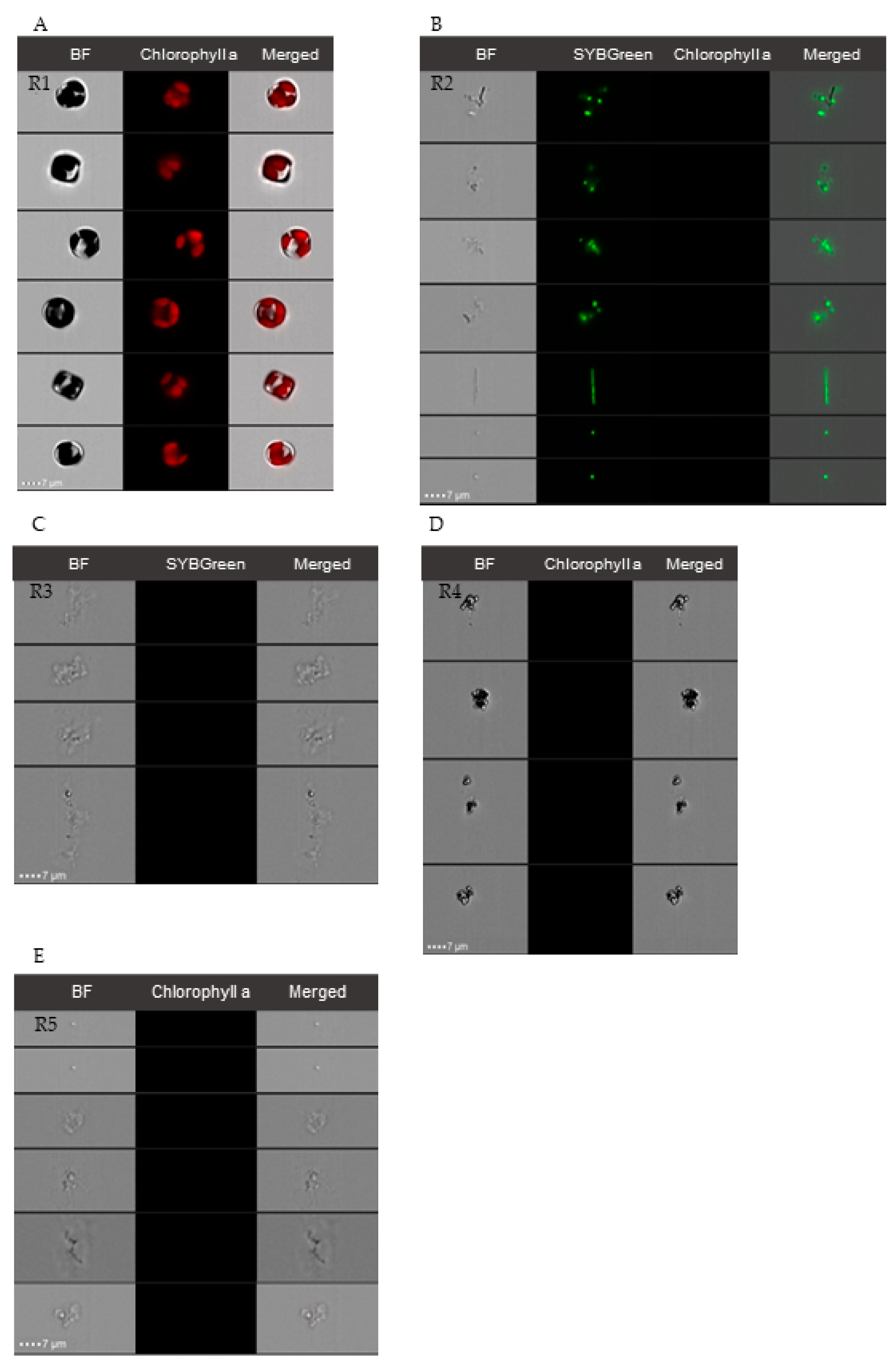 Marinedrugs 21 00571 g008