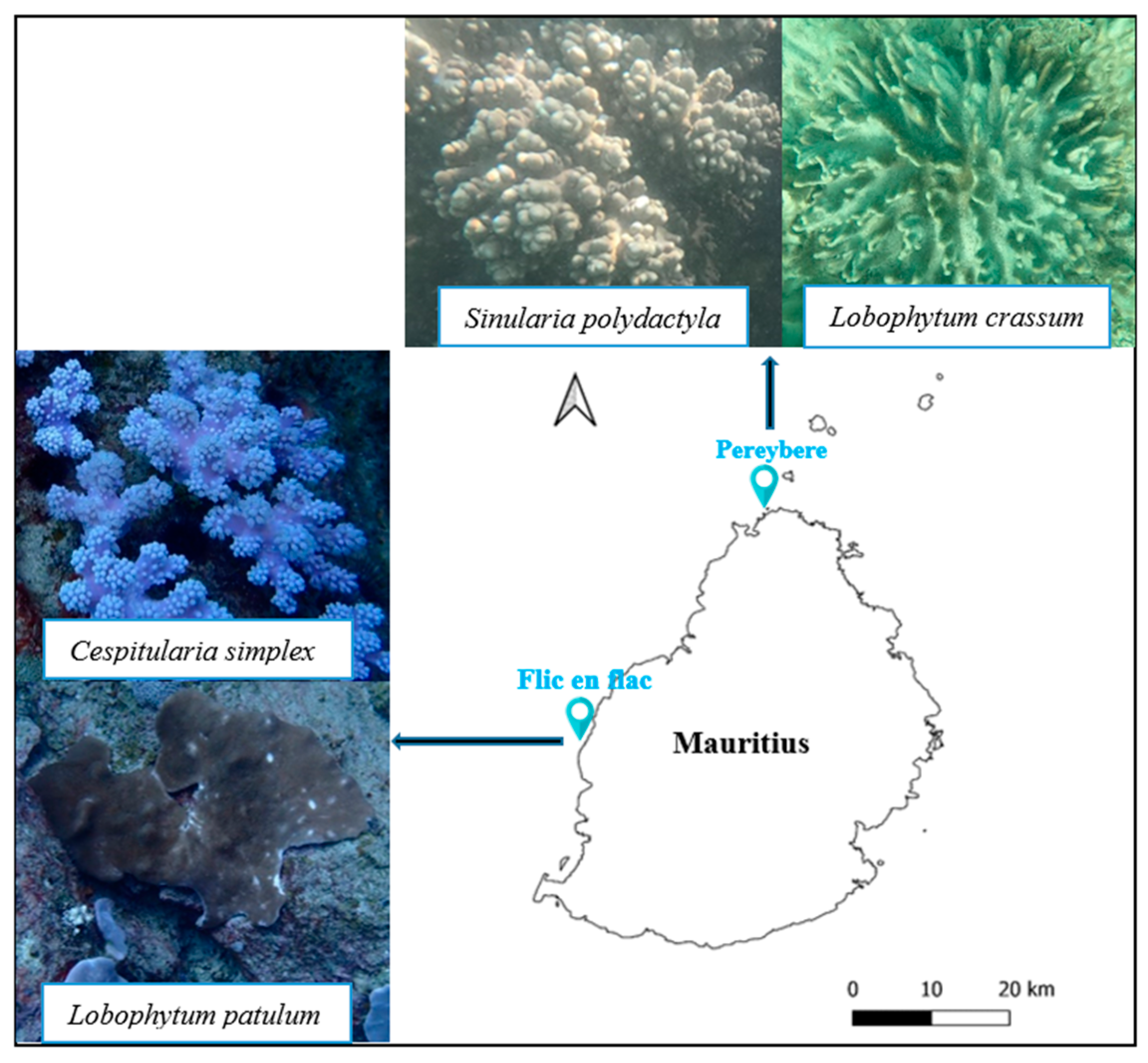 Marinedrugs 21 00574 g009