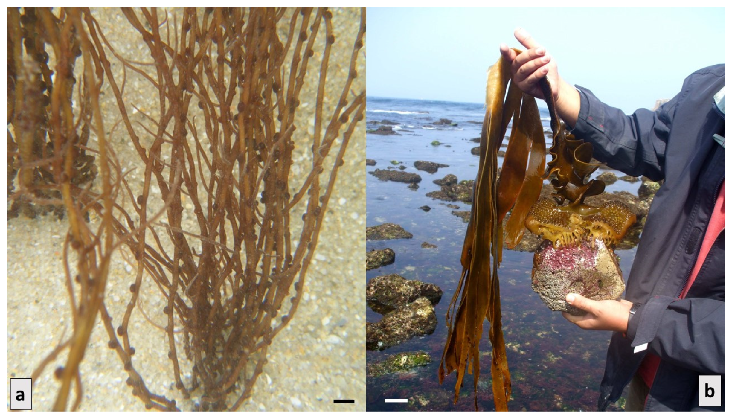 Marinedrugs 21 00578 g002