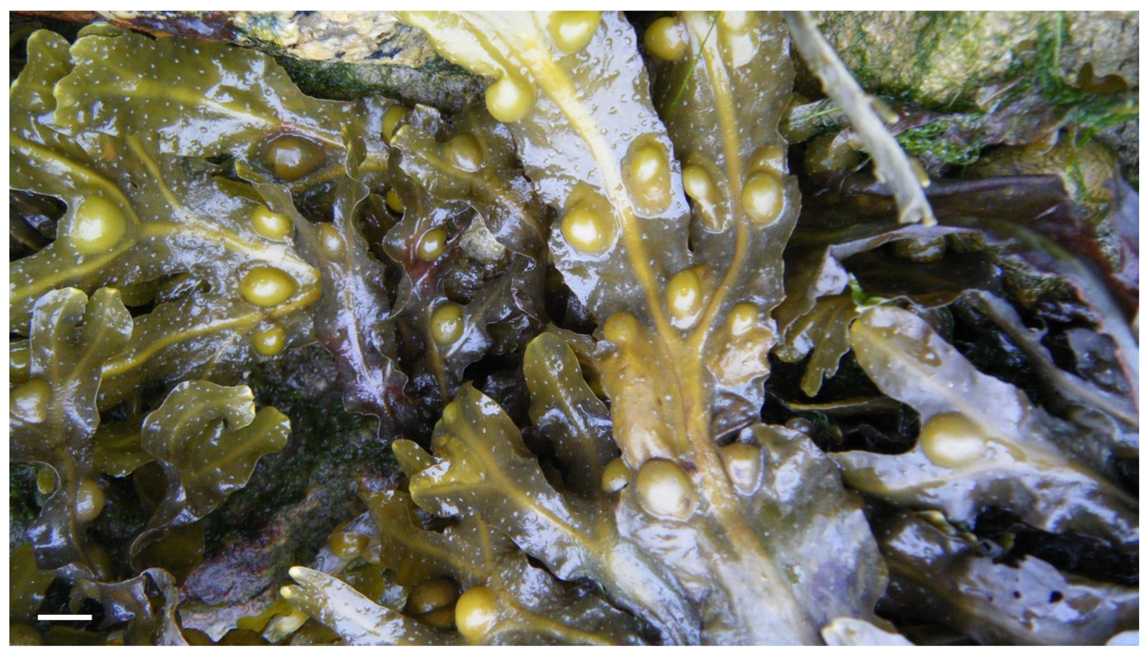 Marinedrugs 21 00578 g007