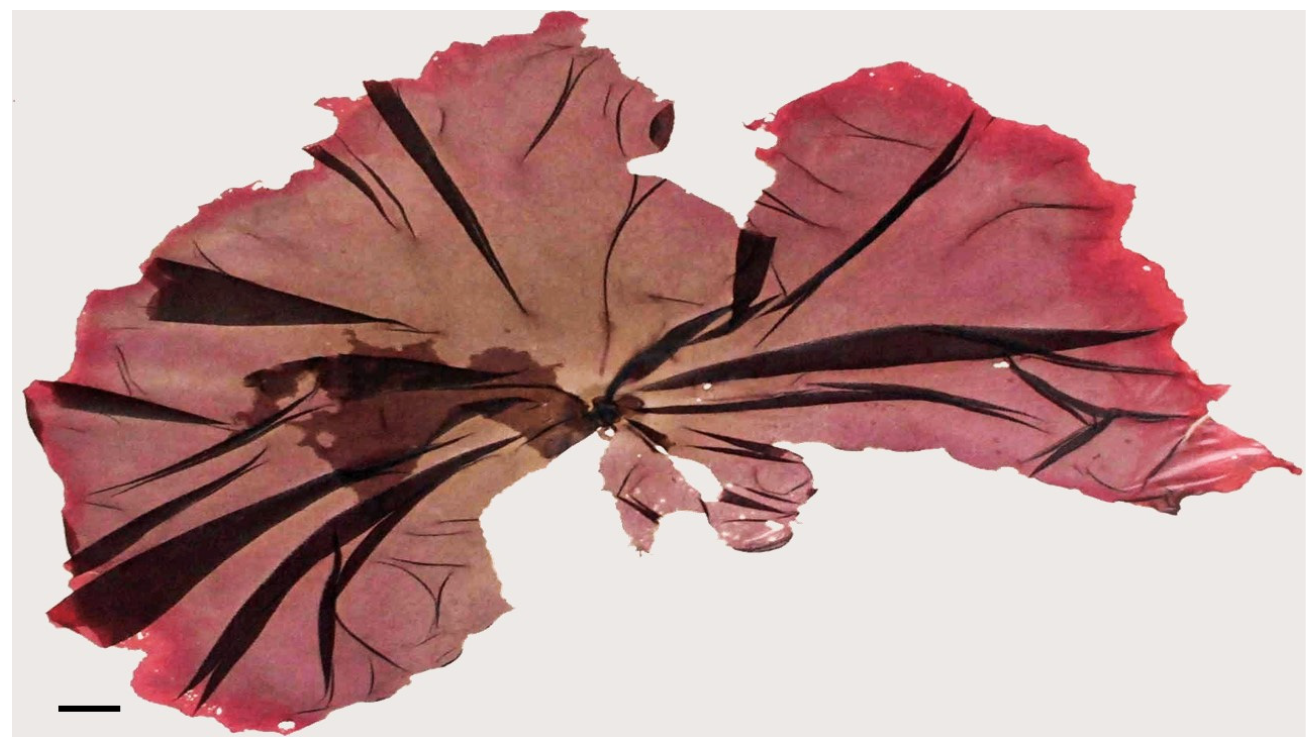 Marinedrugs 21 00578 g008