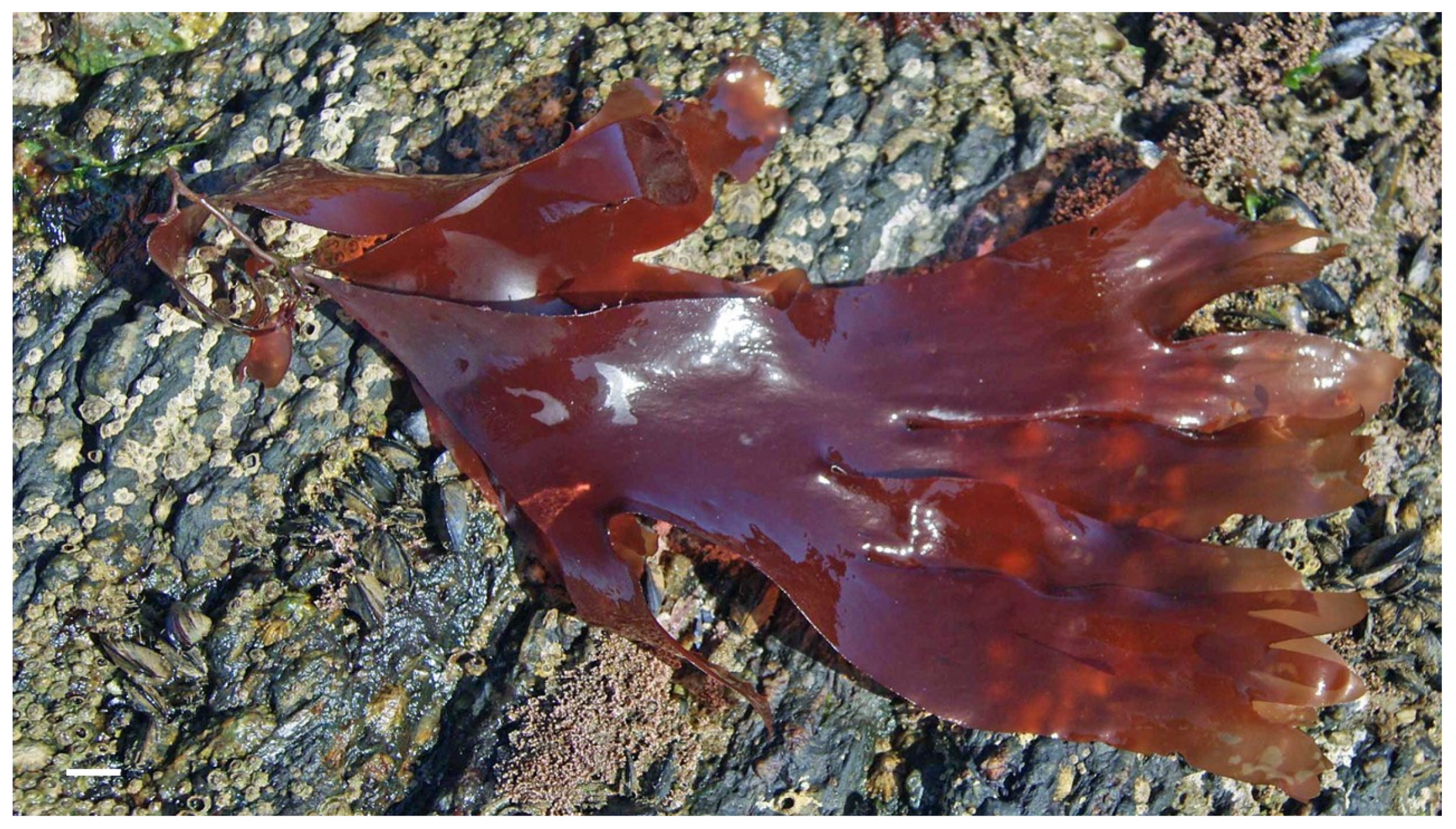 Marinedrugs 21 00578 g009