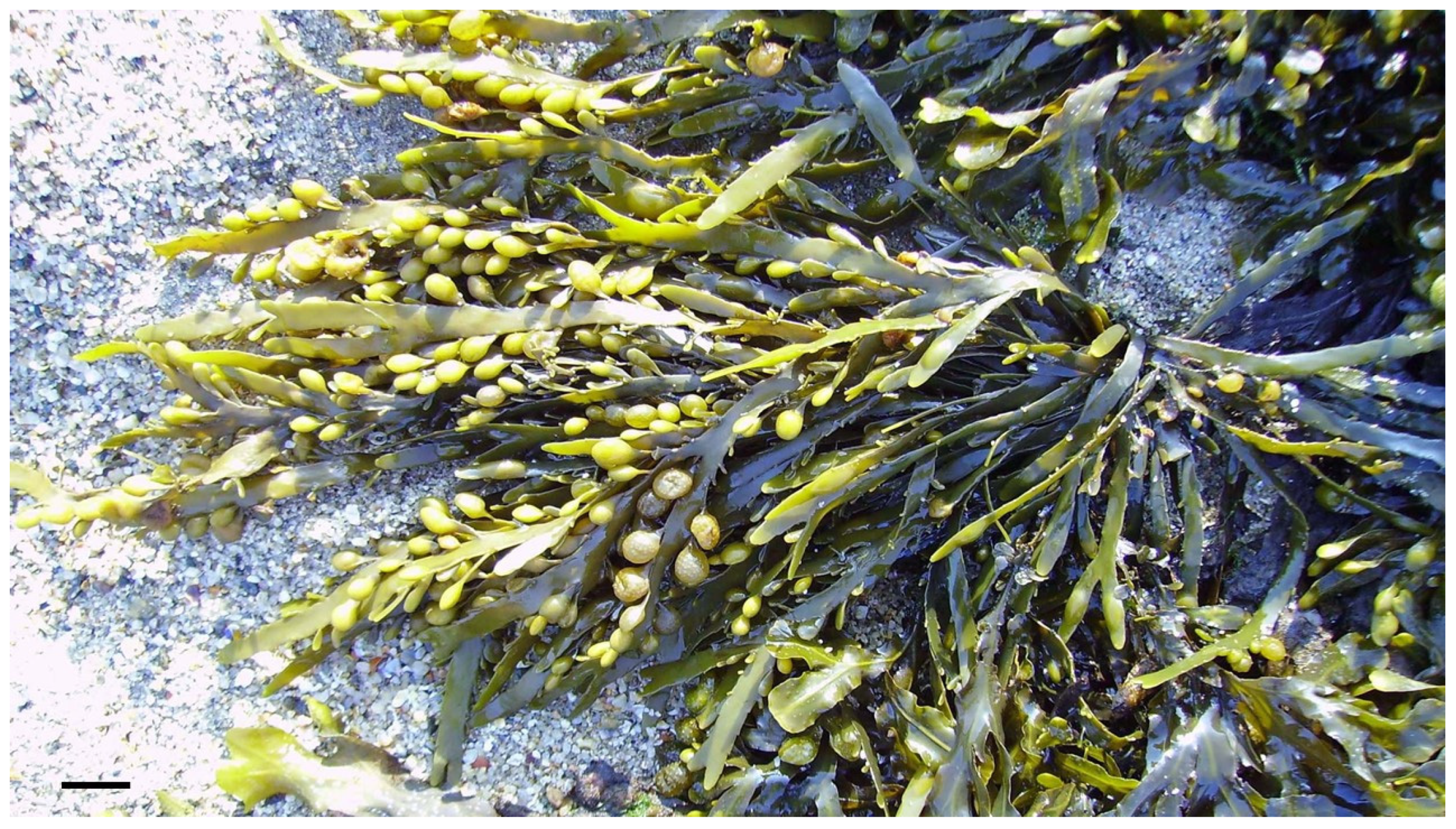 Marinedrugs 21 00578 g011