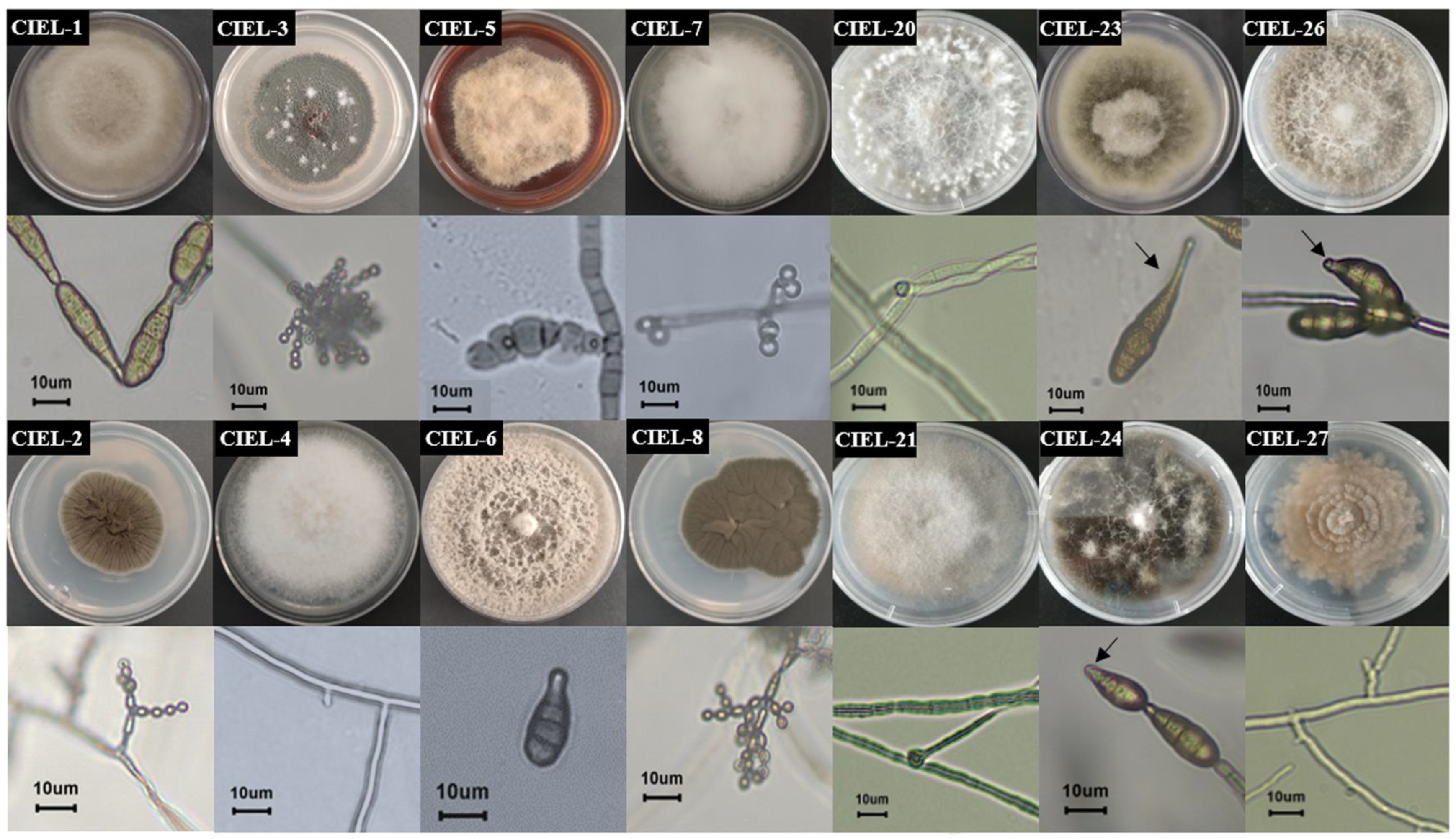 Marinedrugs 21 00585 g001