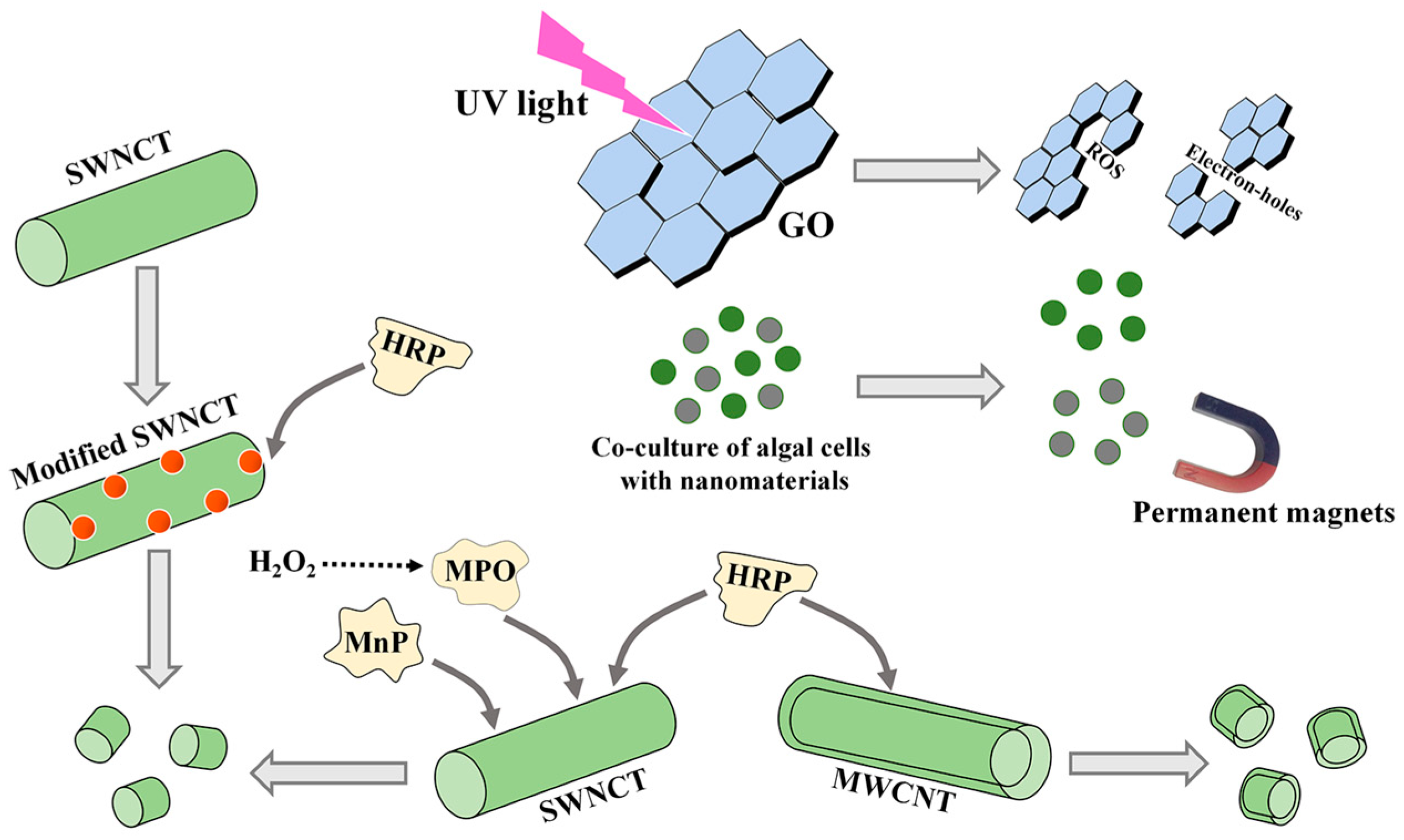 Marinedrugs 21 00594 g004