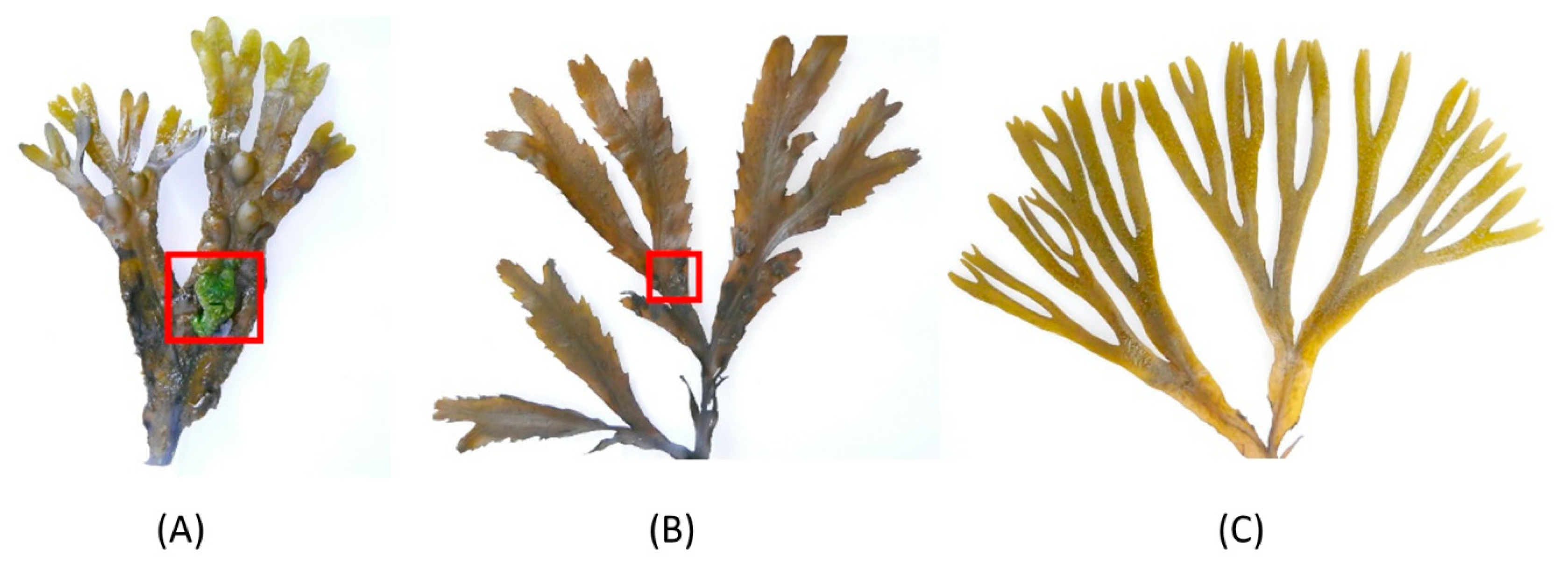 Marinedrugs 21 00595 g001