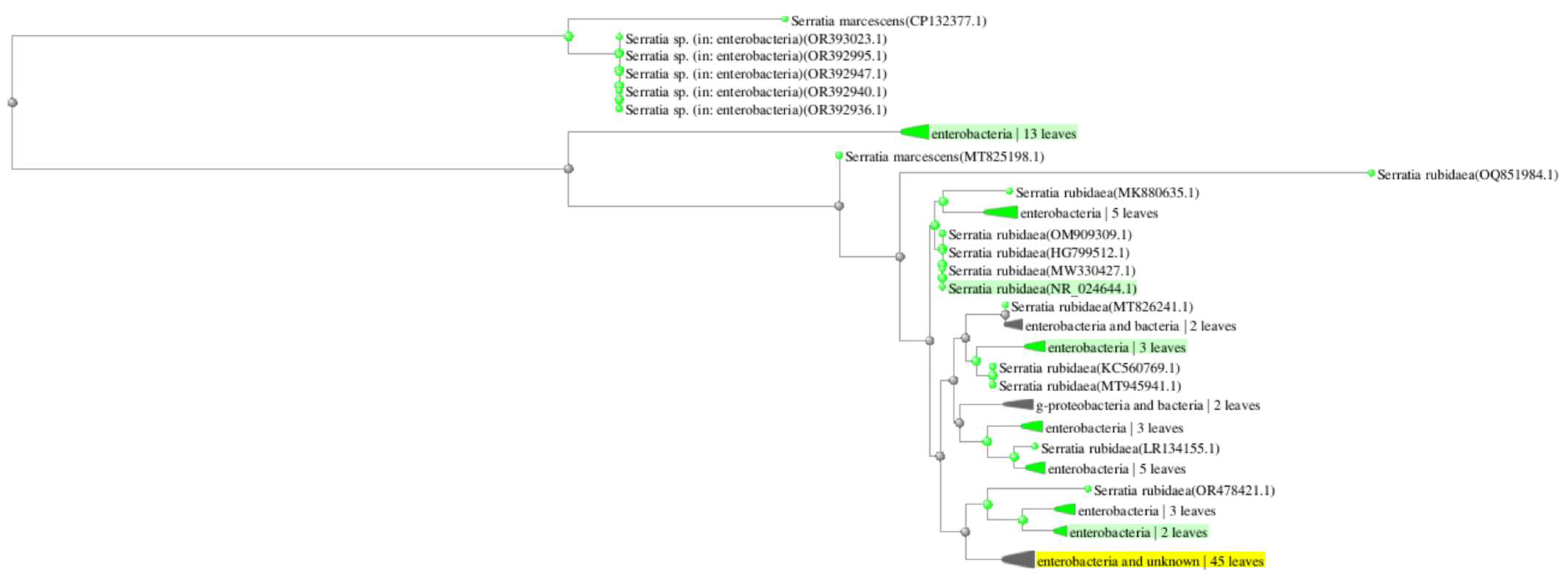 Marinedrugs 21 00599 g001 Marinedrugs 21 00599 g001