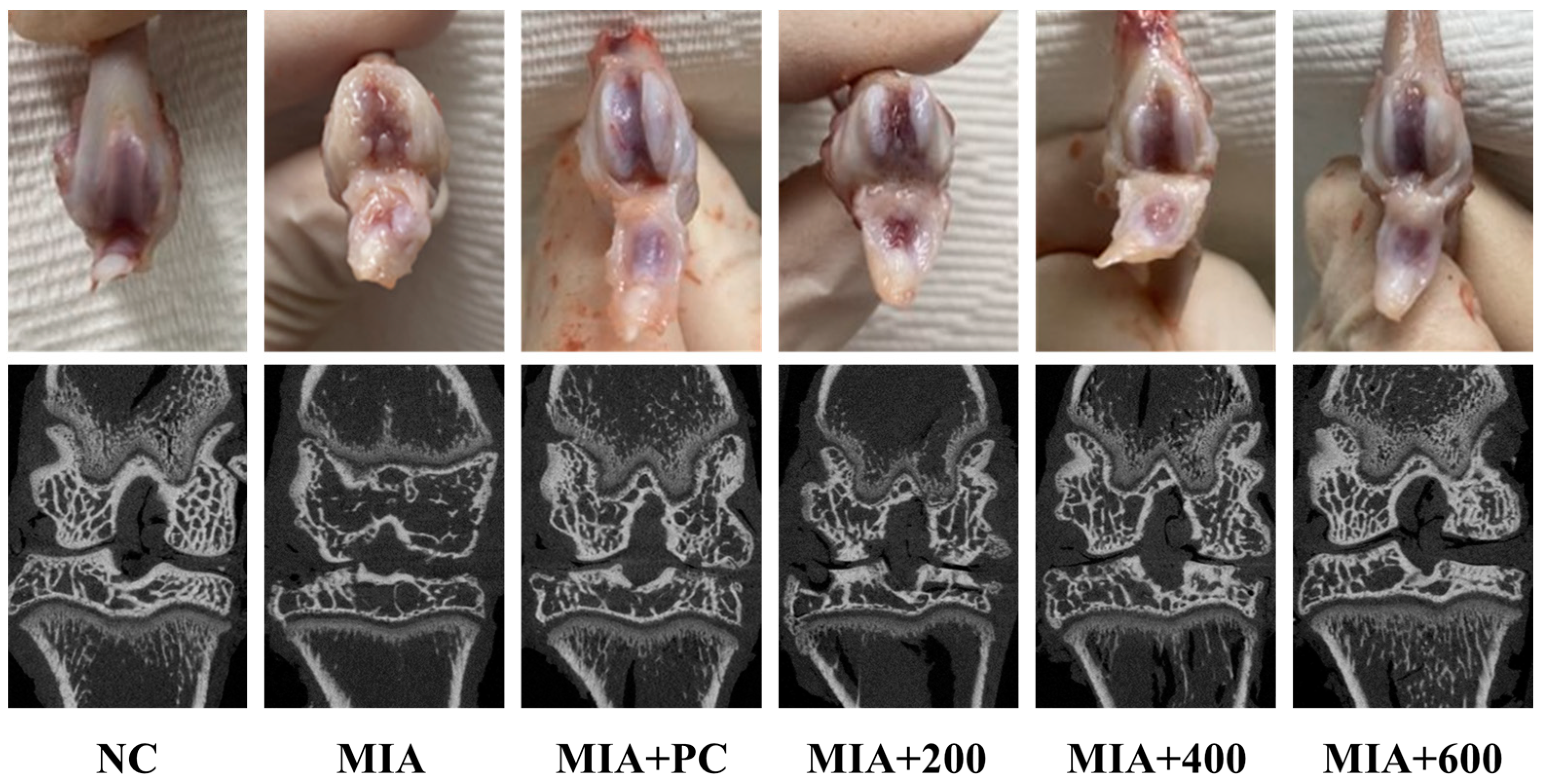 Marinedrugs 21 00608 g004