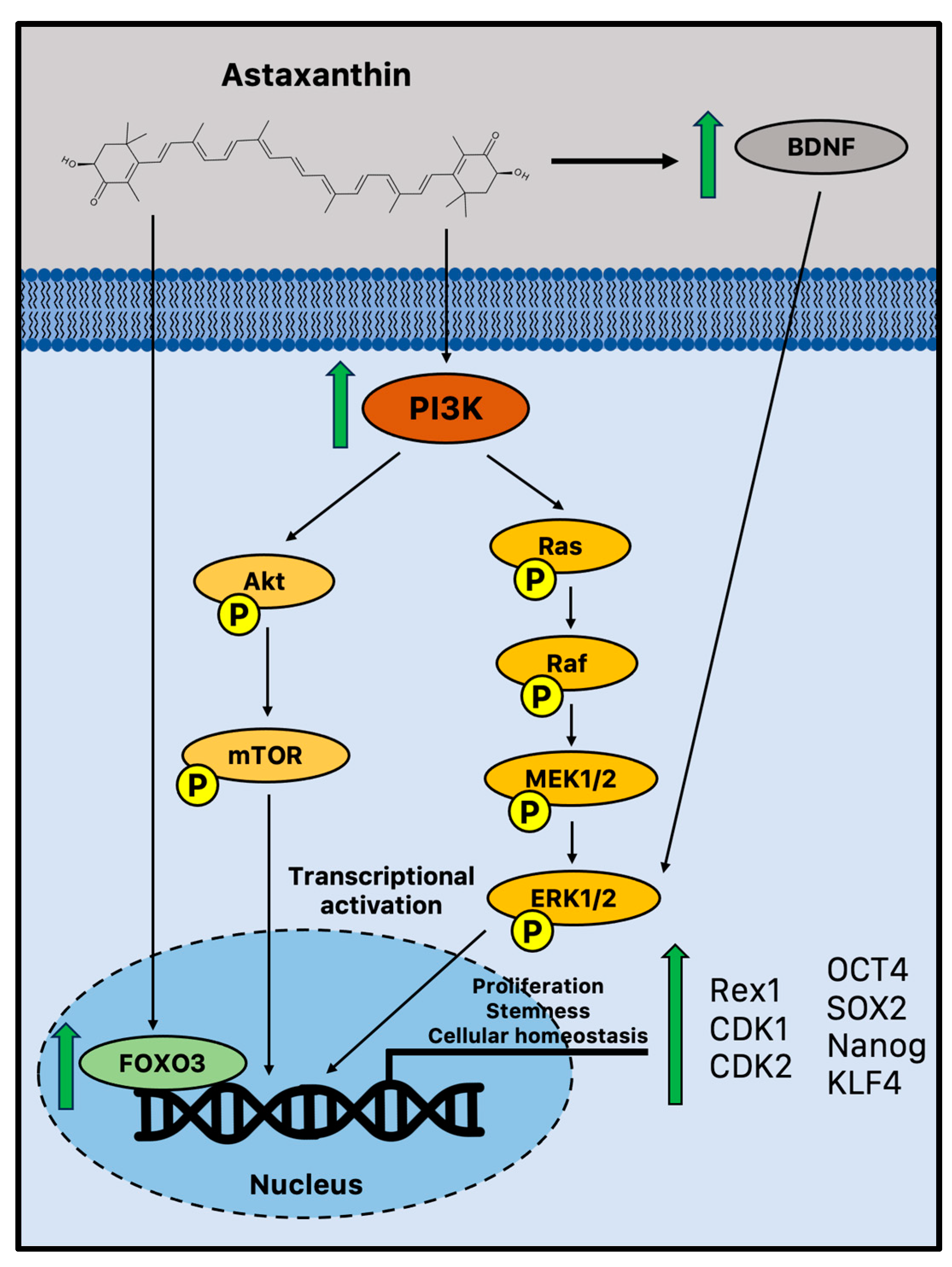 Marinedrugs 21 00643 g001