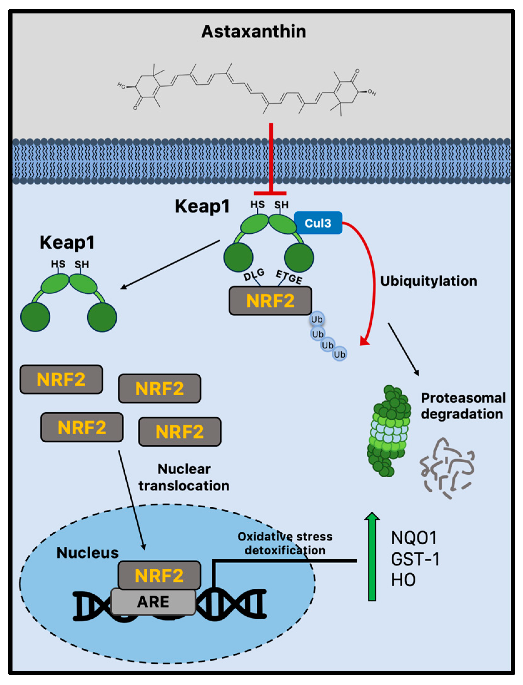 Marinedrugs 21 00643 g002