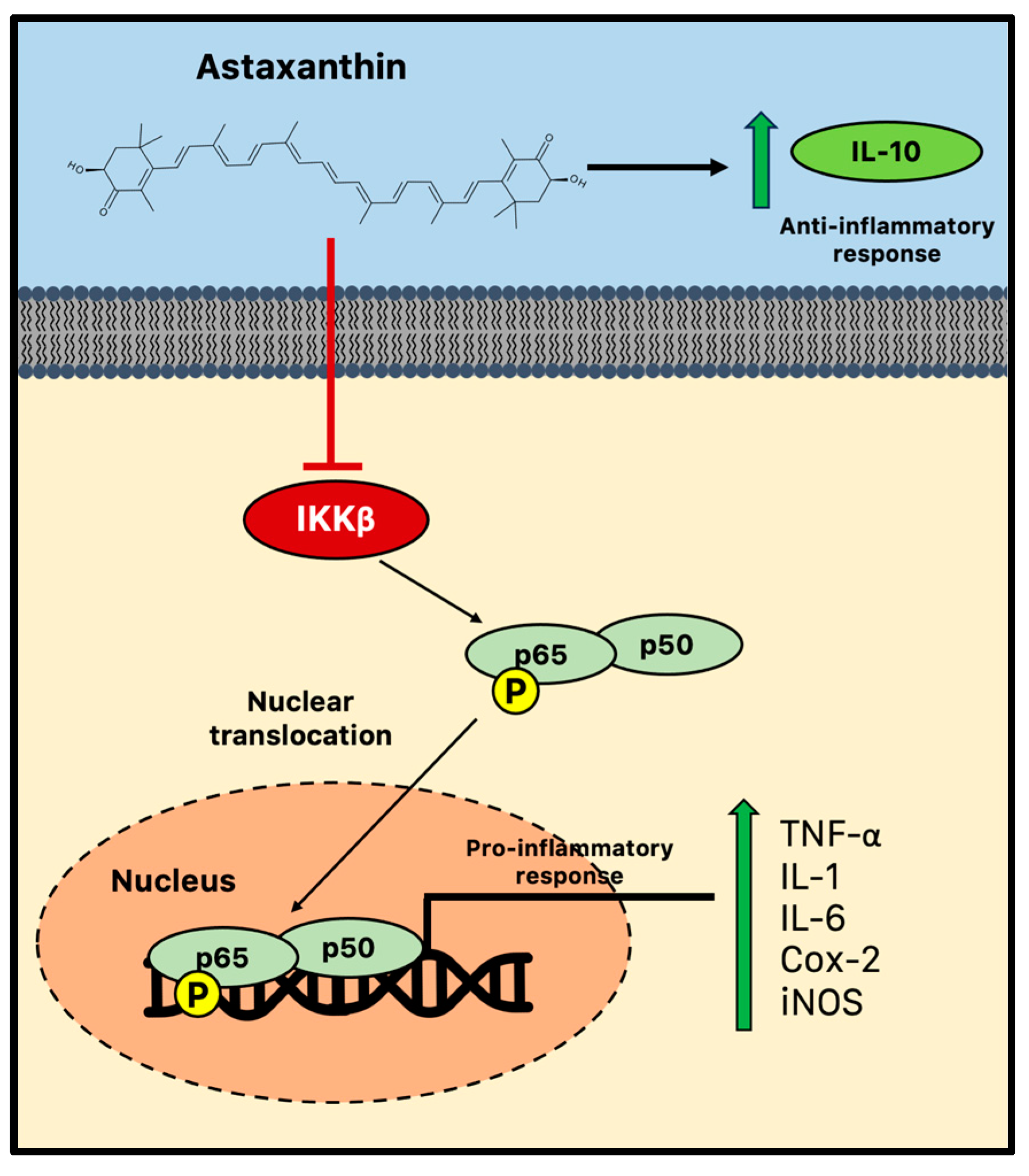 Marinedrugs 21 00643 g003