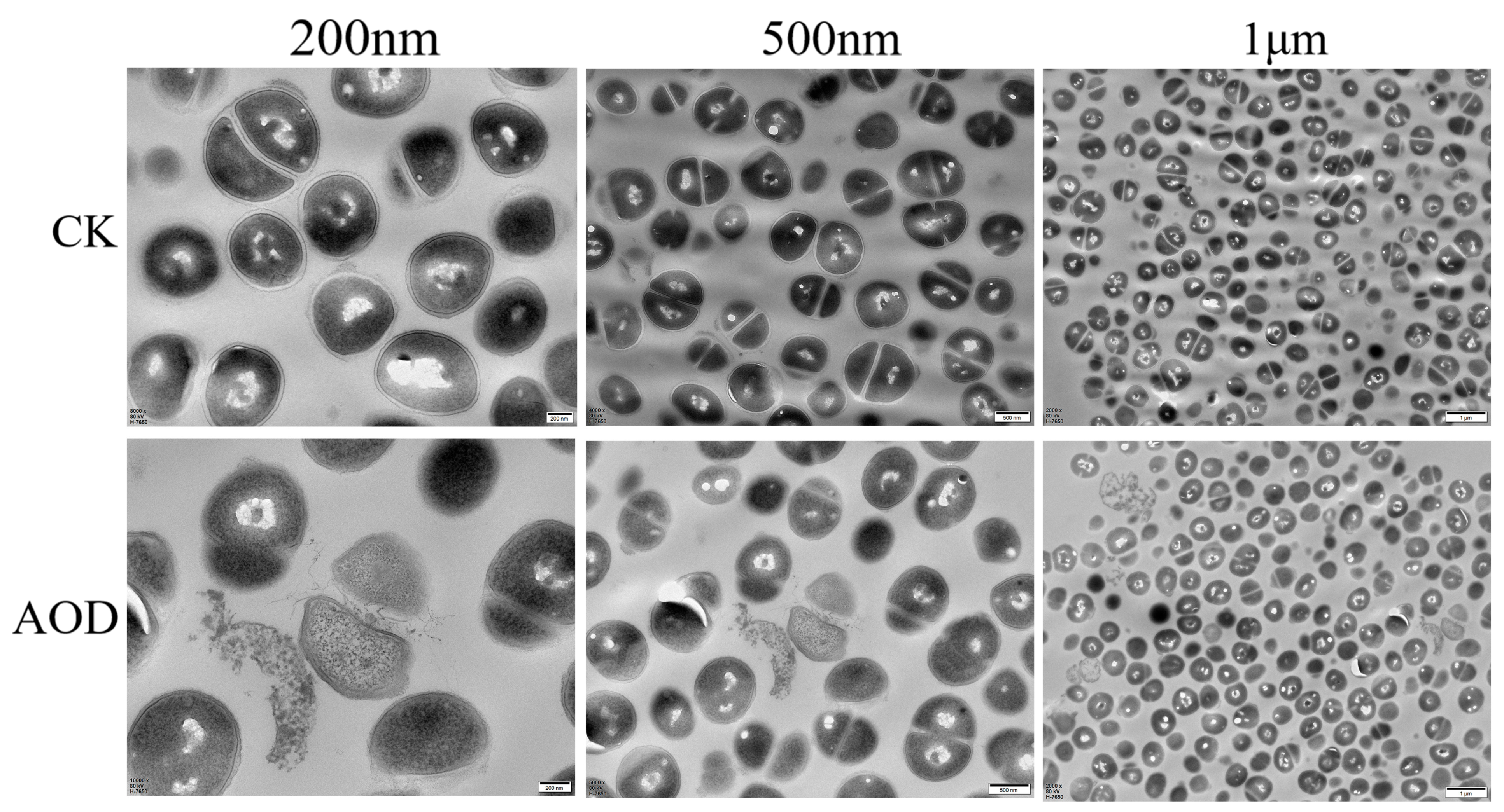 Marinedrugs 22 00008 g005