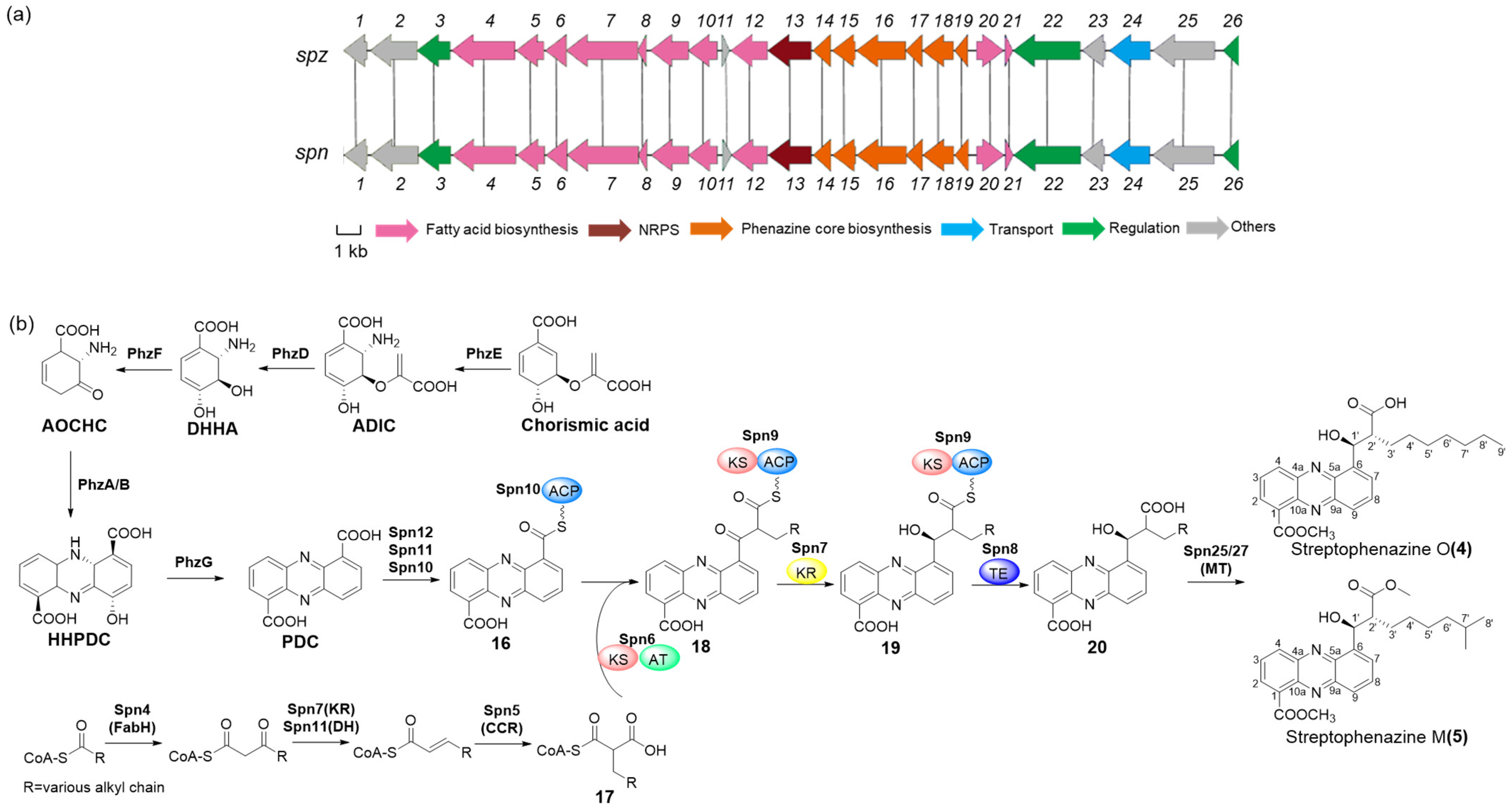 Marinedrugs 22 00021 g005