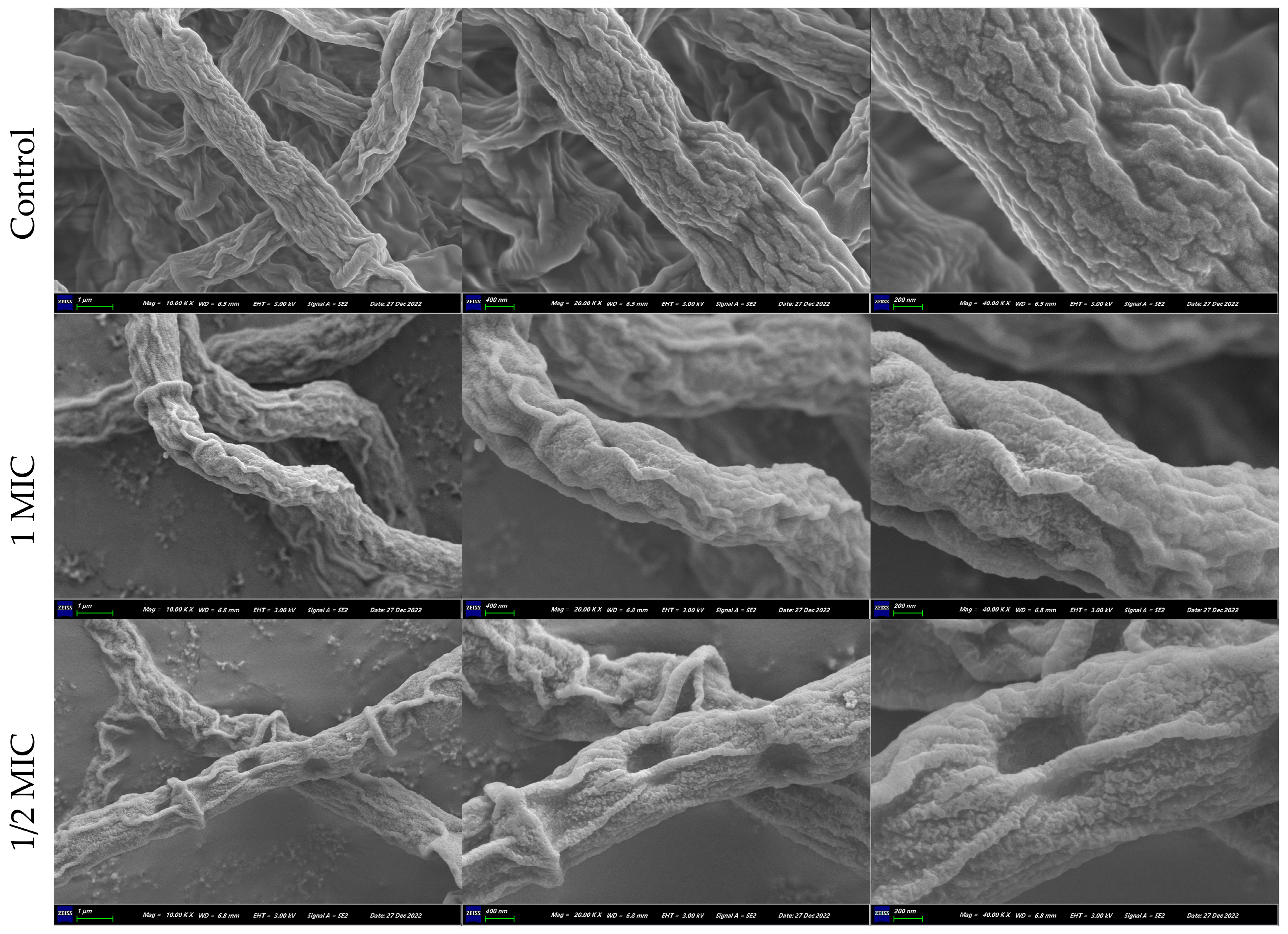 Marinedrugs 22 00038 g005