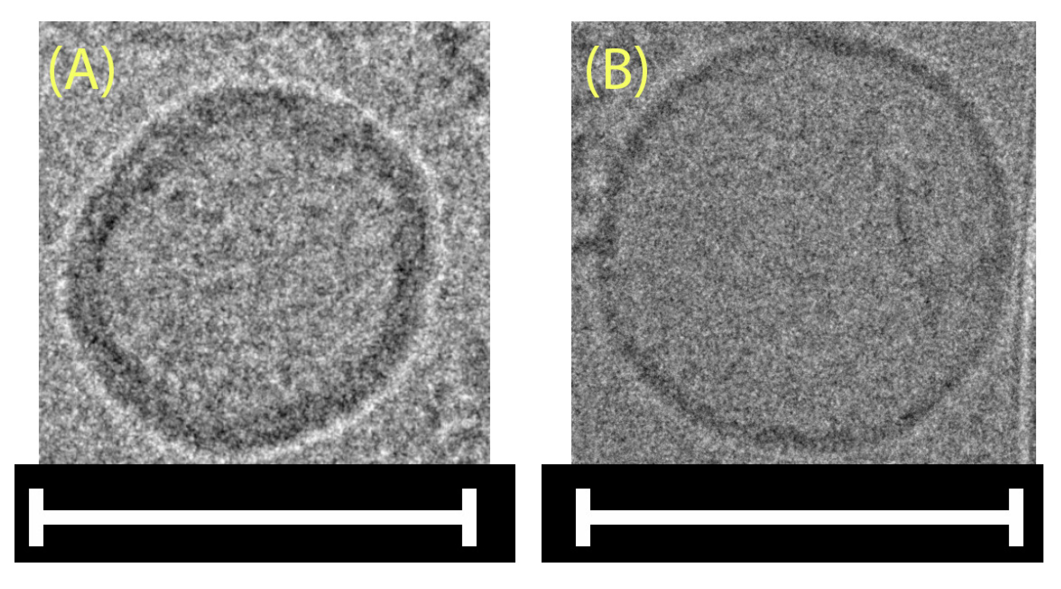 Marinedrugs 22 00098 g002