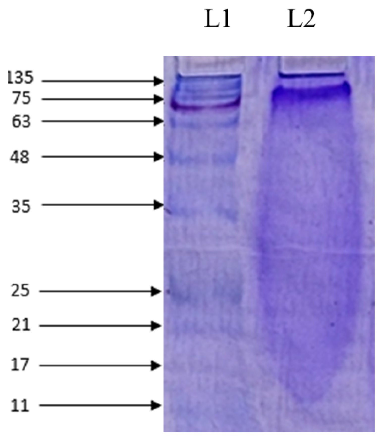 Marinedrugs 22 00113 g003