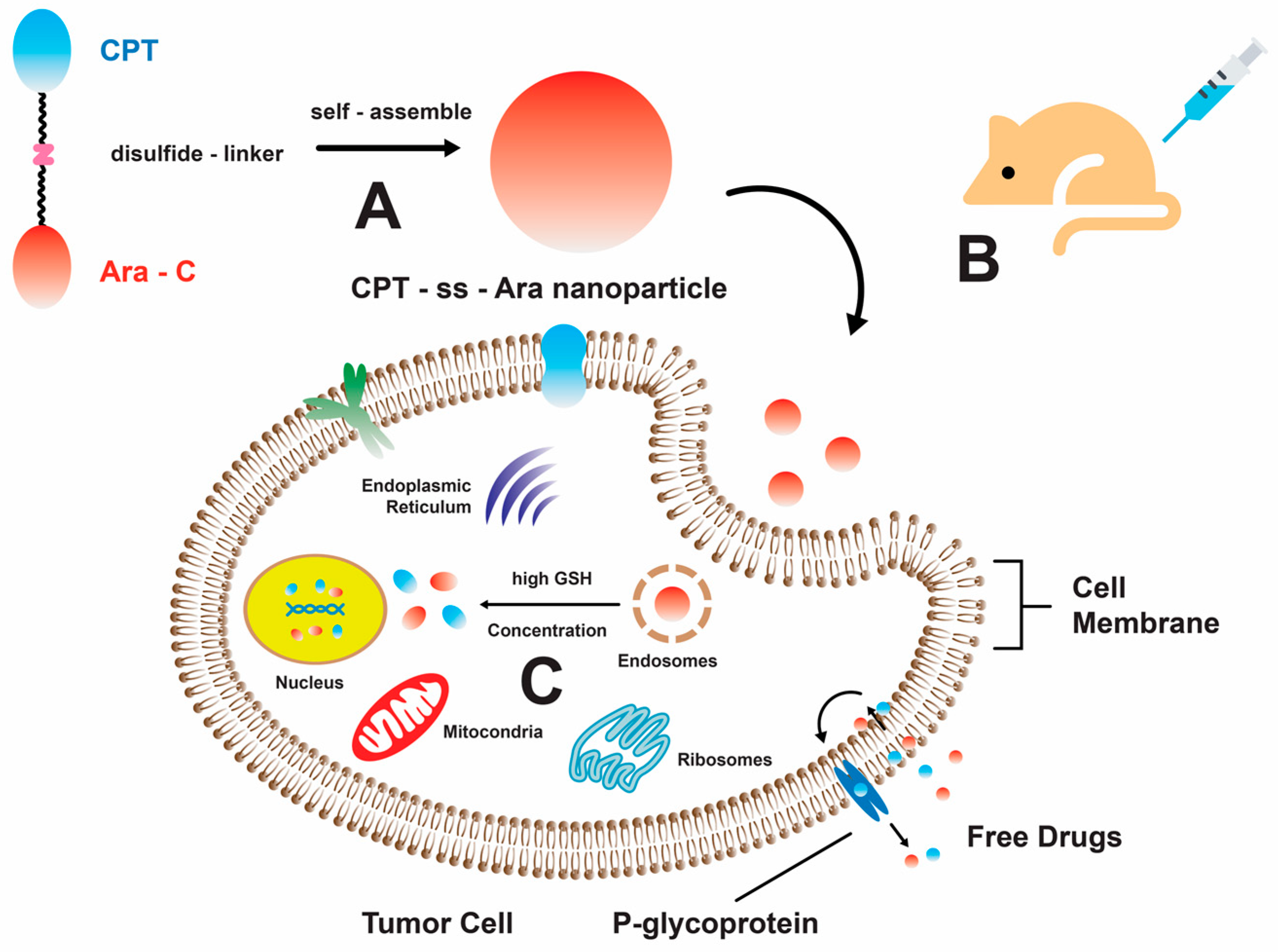 Marinedrugs 22 00114 g002 Marinedrugs 22 00114 g002