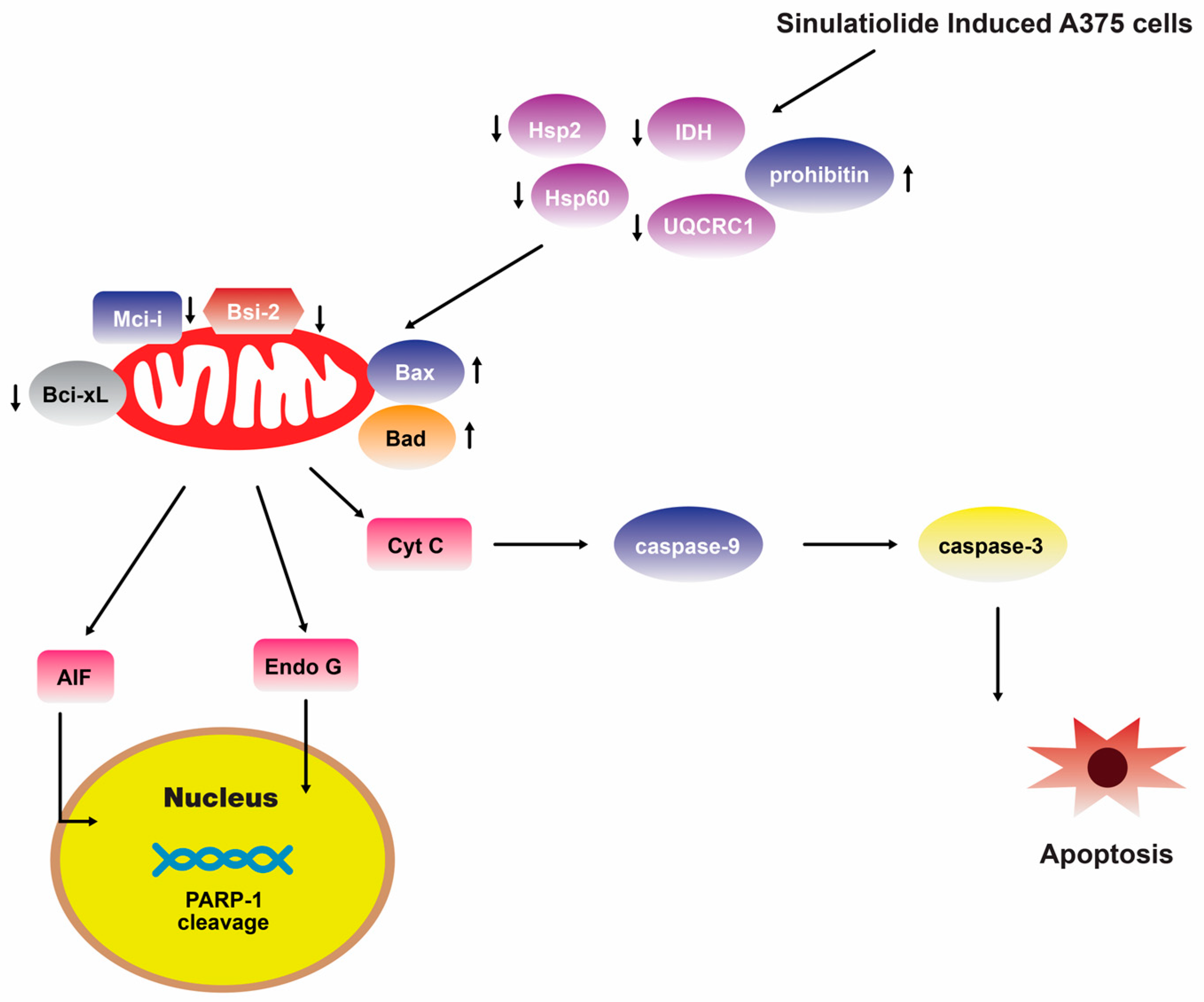 Marinedrugs 22 00114 g004 Marinedrugs 22 00114 g004