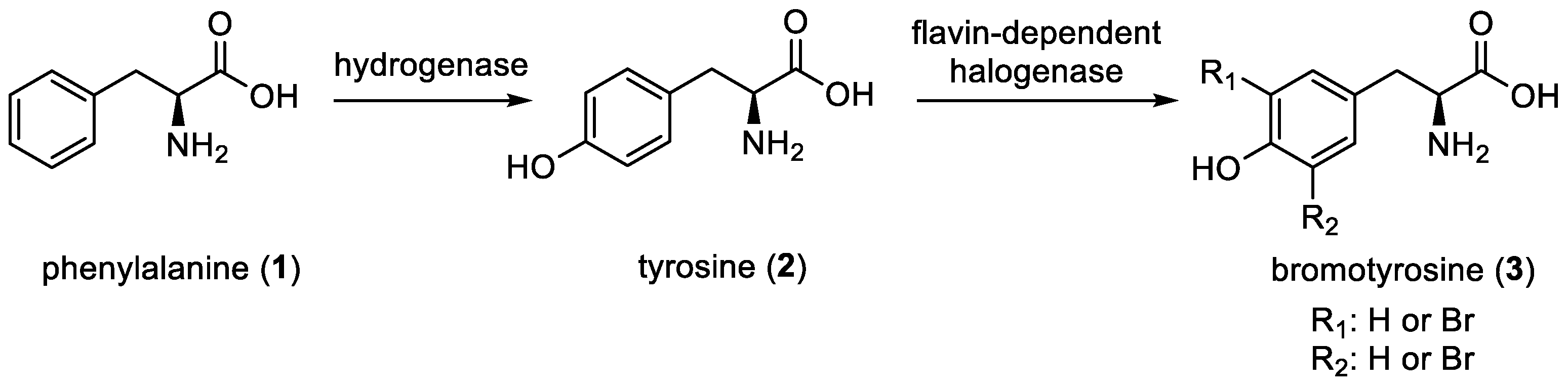 Marinedrugs 22 00132 g001