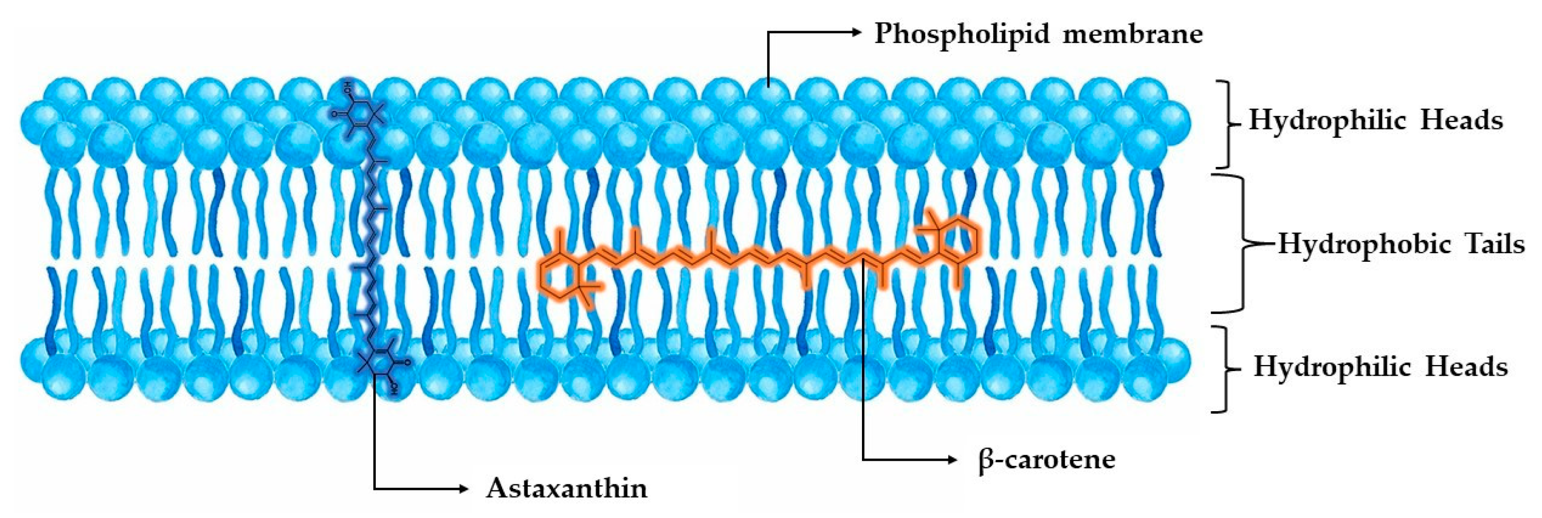 Marinedrugs 22 00152 g003