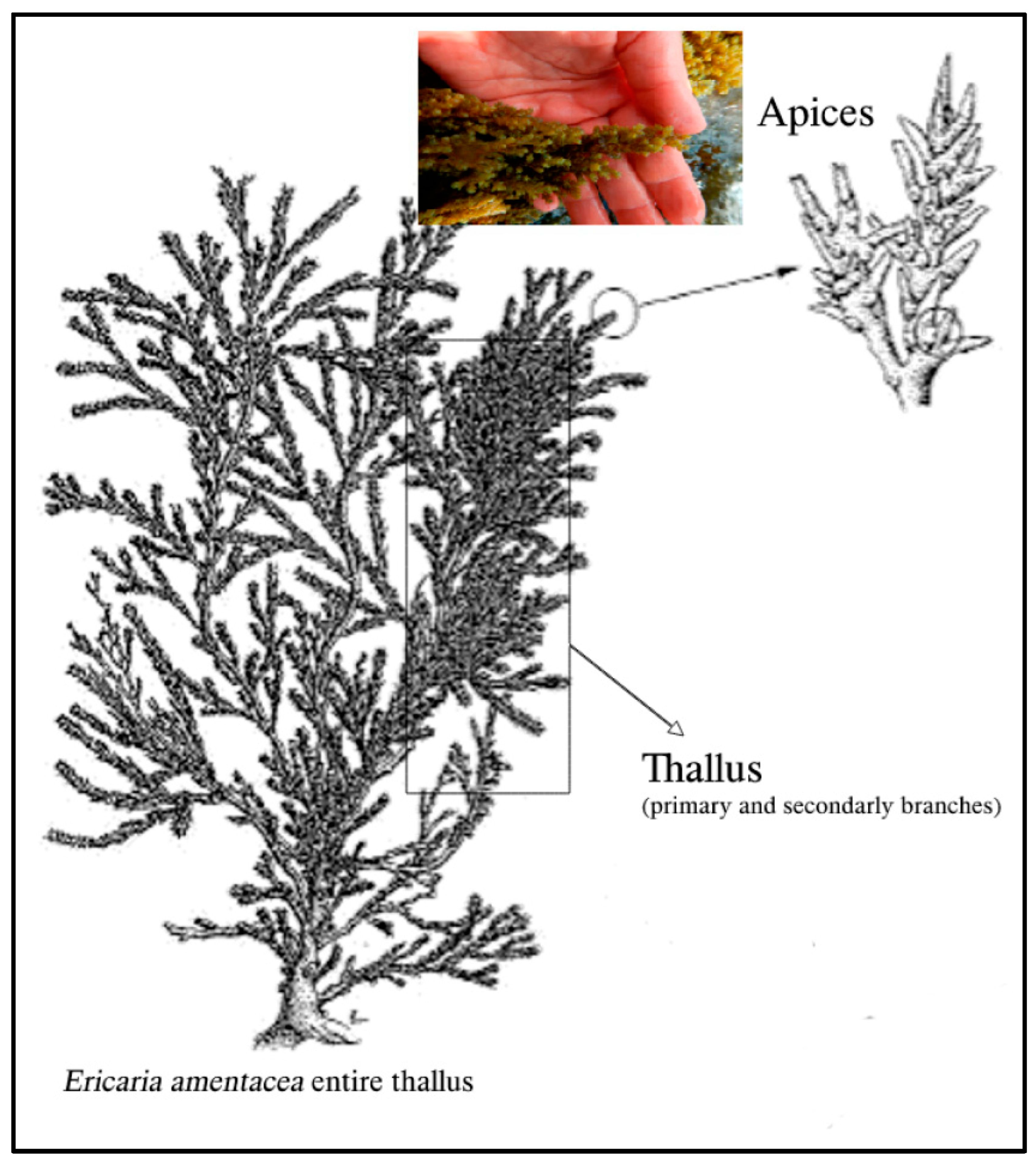 Marinedrugs 22 00159 g006