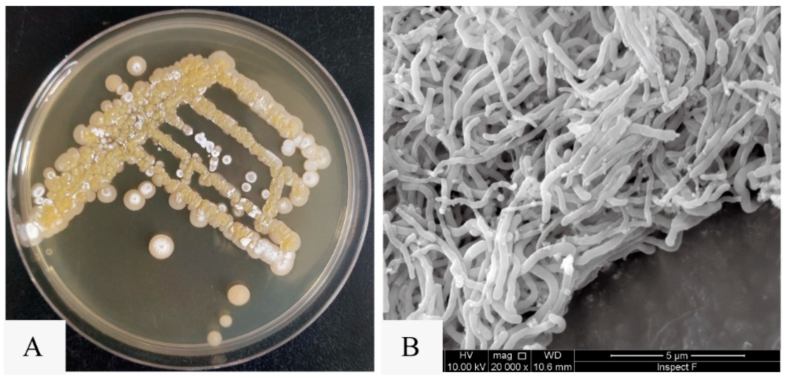 Marinedrugs 22 00177 g002