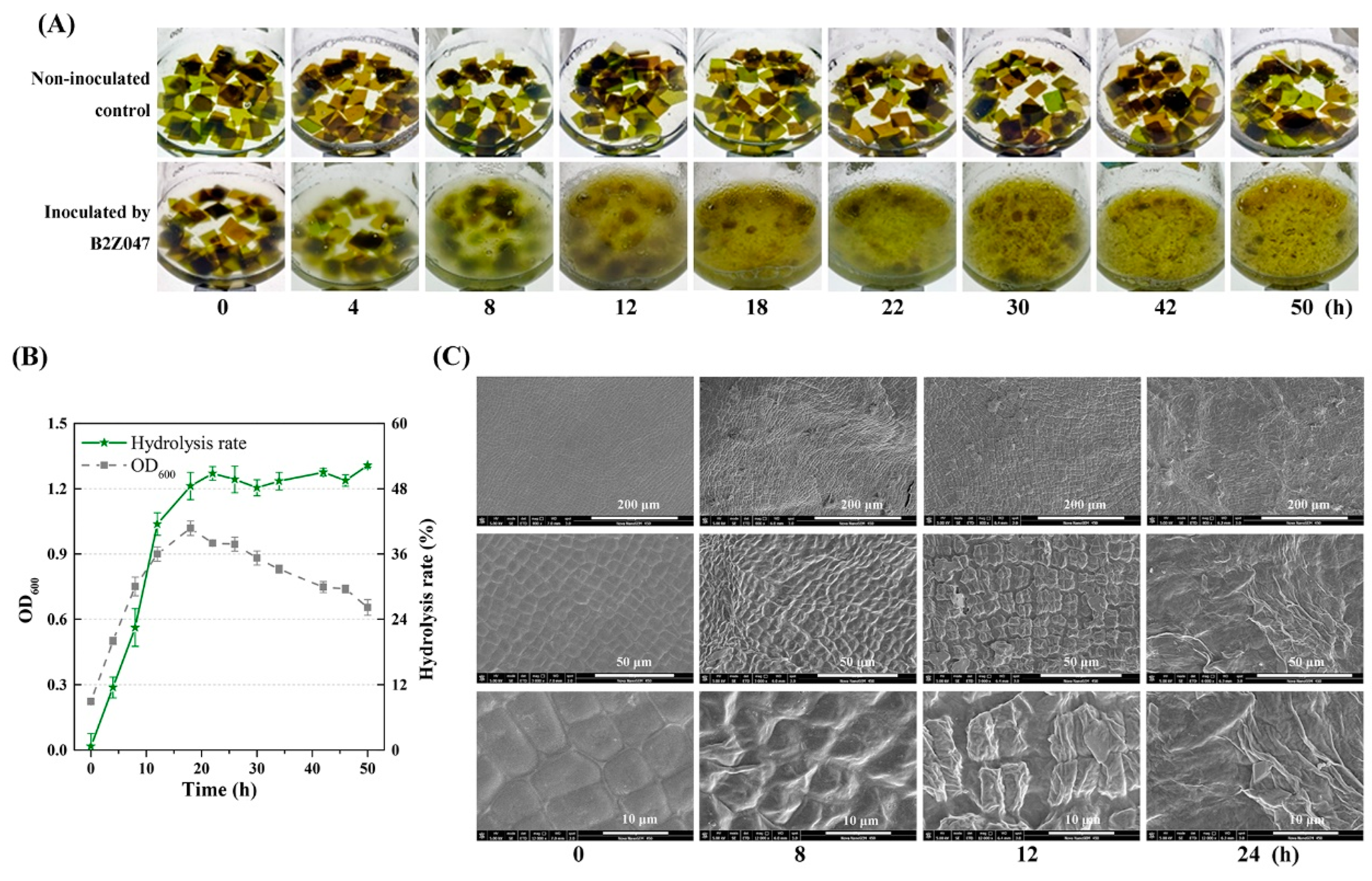 Marinedrugs 22 00203 g001