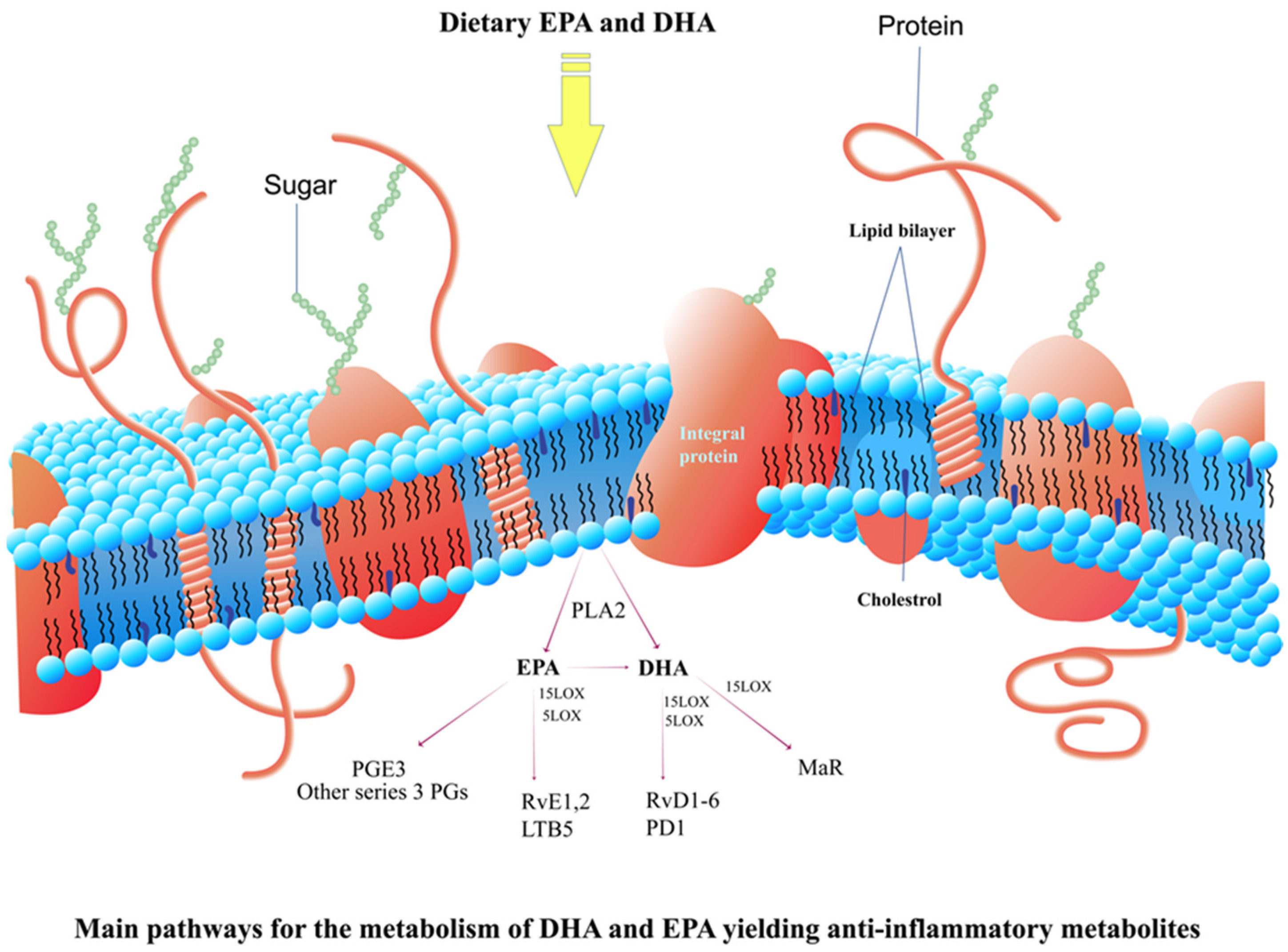 Marinedrugs 22 00207 g003
