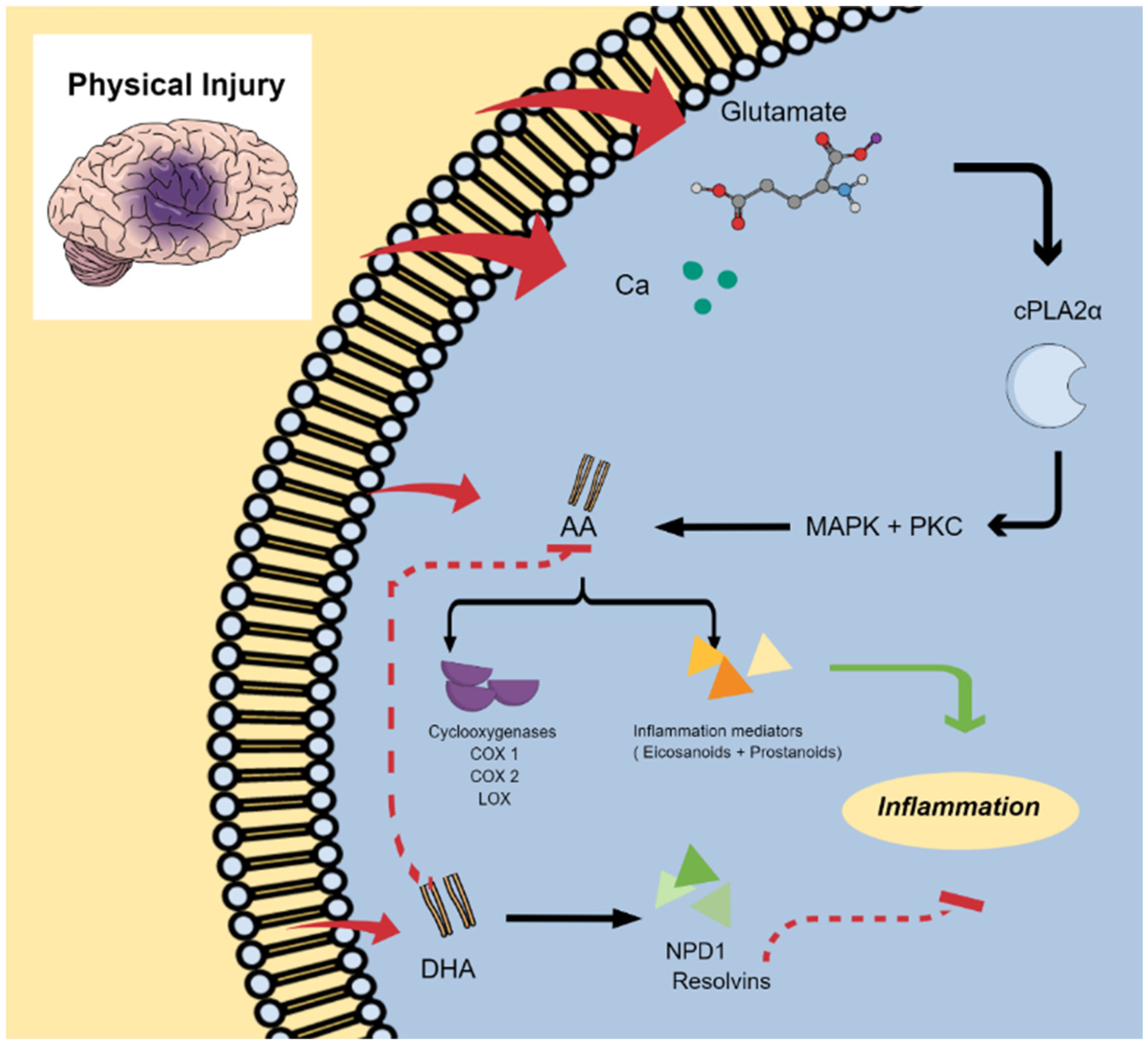 Marinedrugs 22 00207 g004