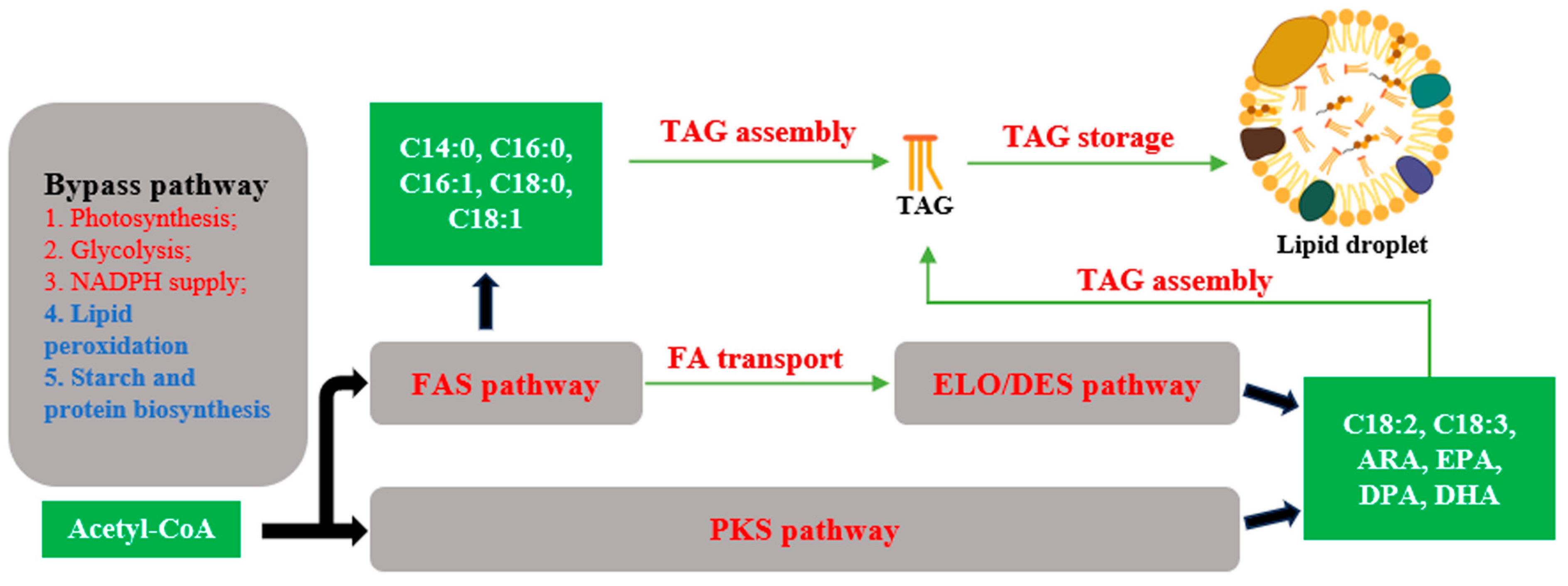 Marinedrugs 22 00216 g001 Marinedrugs 22 00216 g001