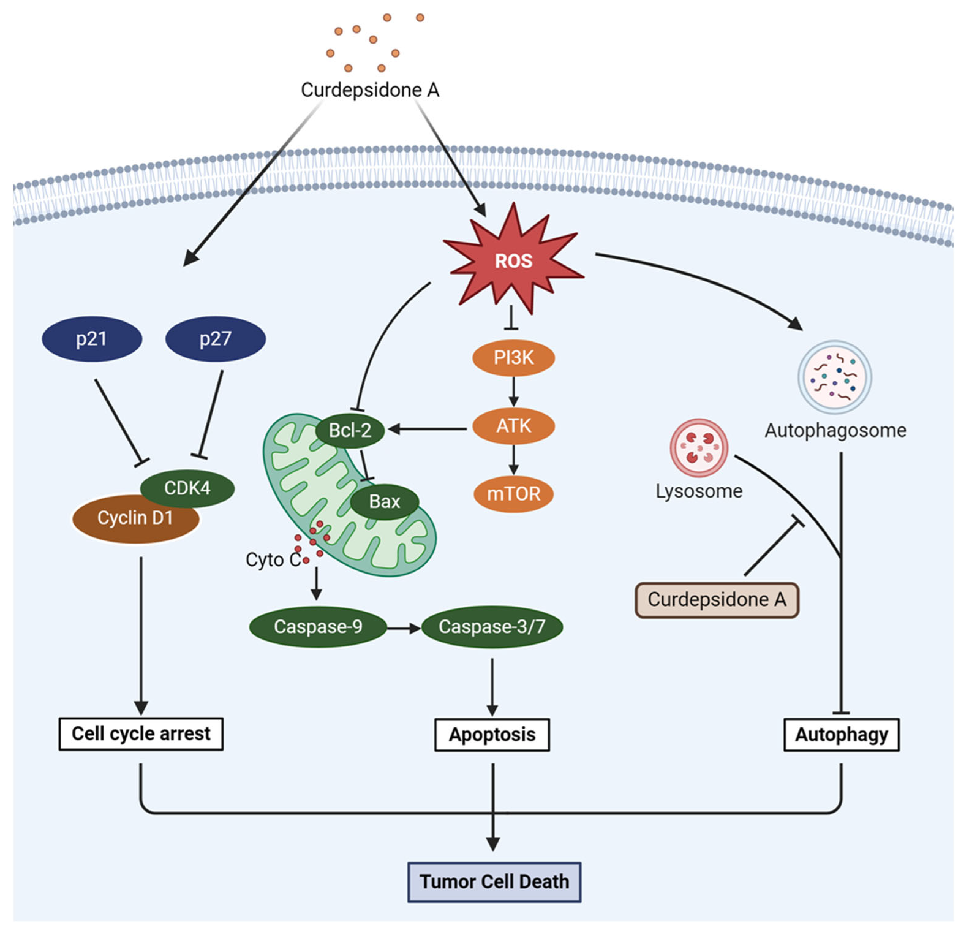Marinedrugs 22 00227 g007