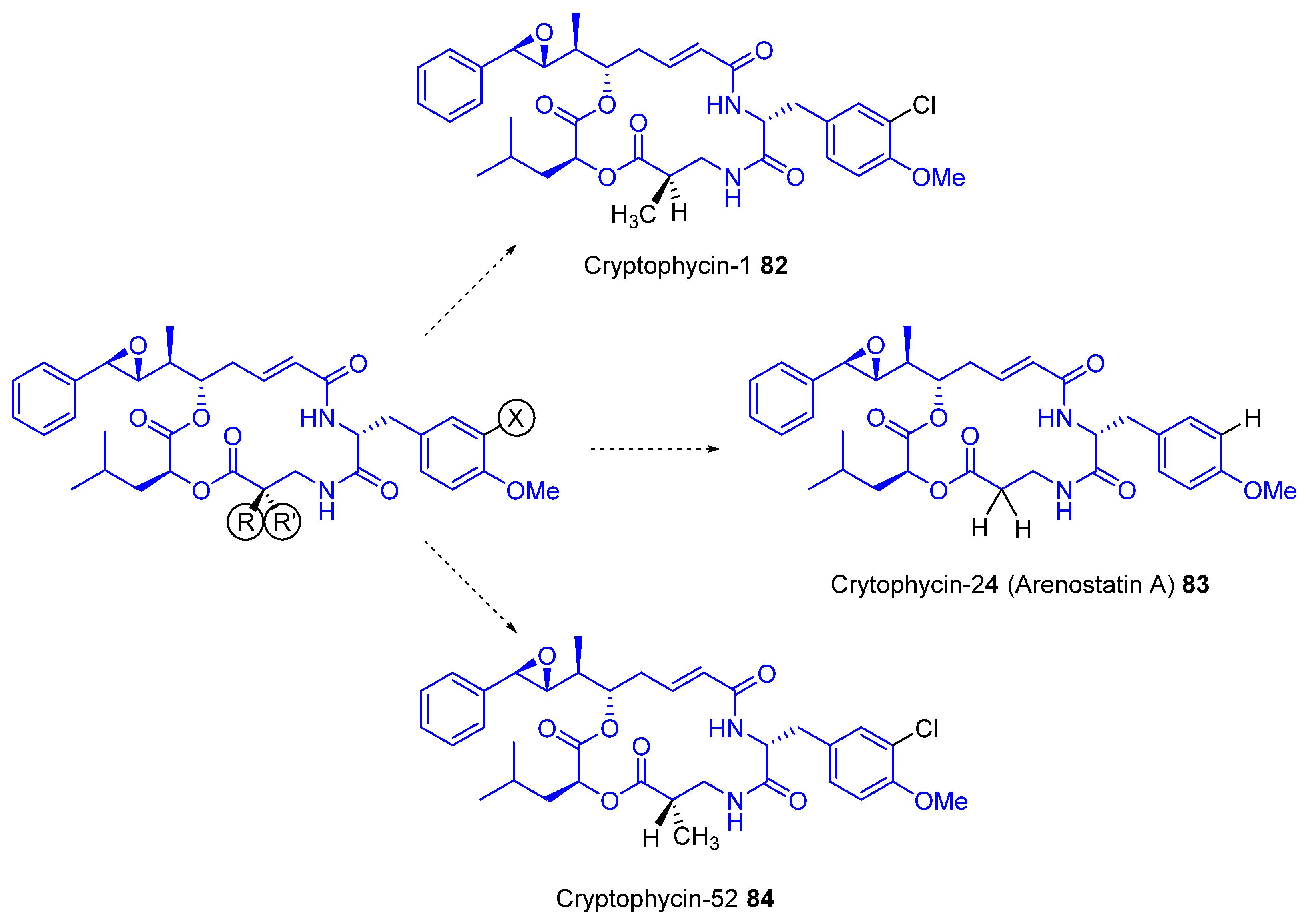 Marinedrugs 22 00253 g003