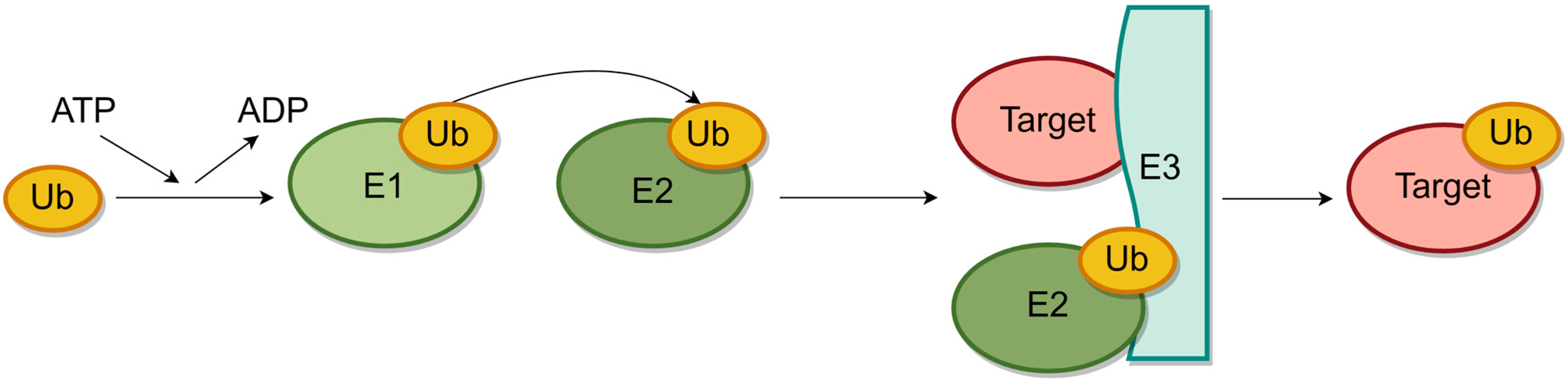 Marinedrugs 22 00260 g001