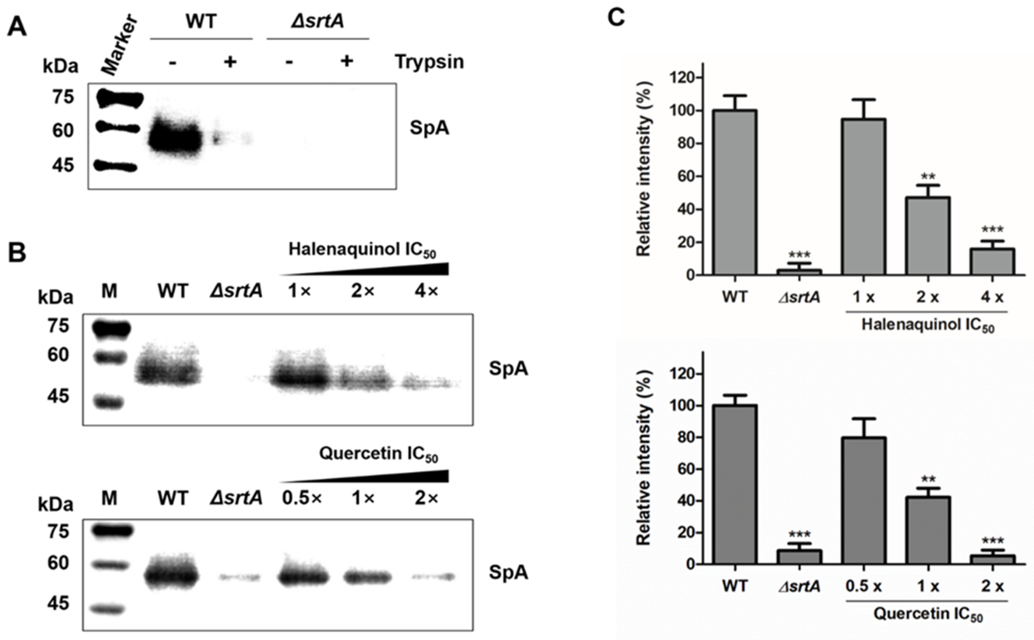 Marinedrugs 22 00266 g004