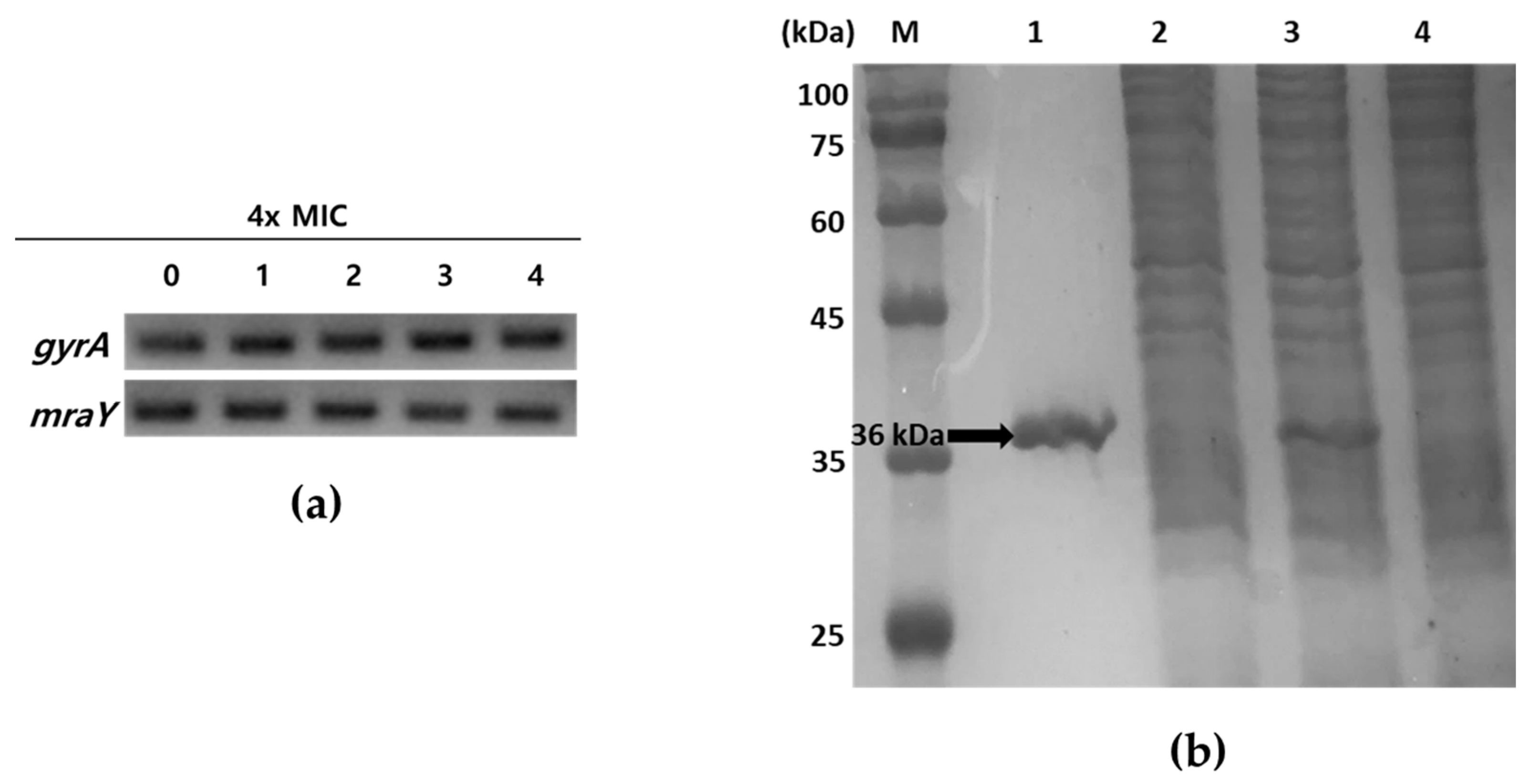 Marinedrugs 22 00293 g002