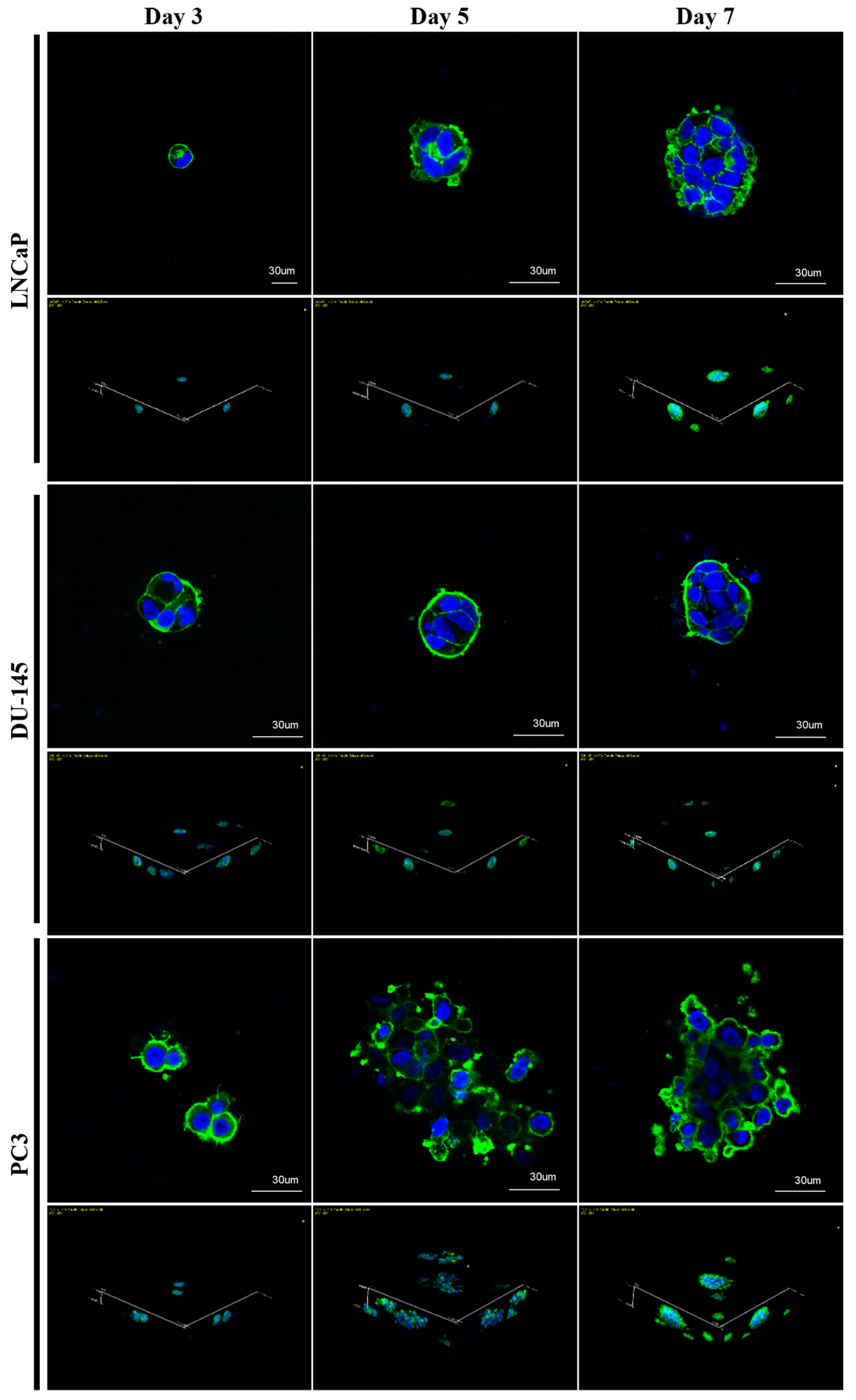 Marinedrugs 22 00295 g003 Marinedrugs 22 00295 g003