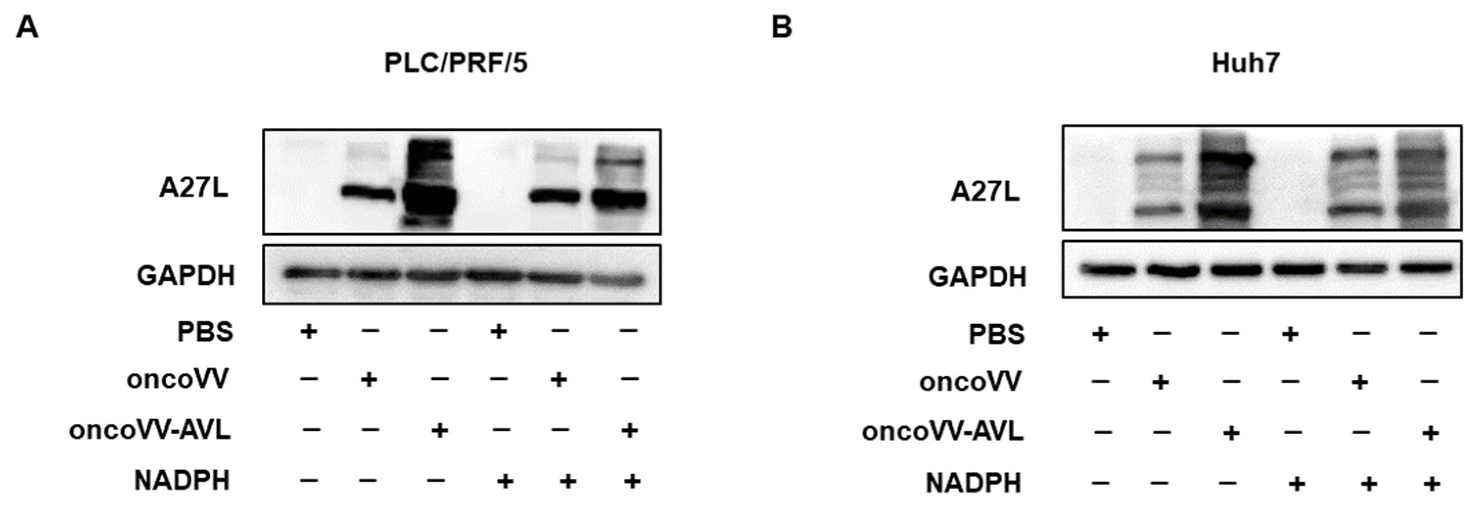 Marinedrugs 22 00307 g003
