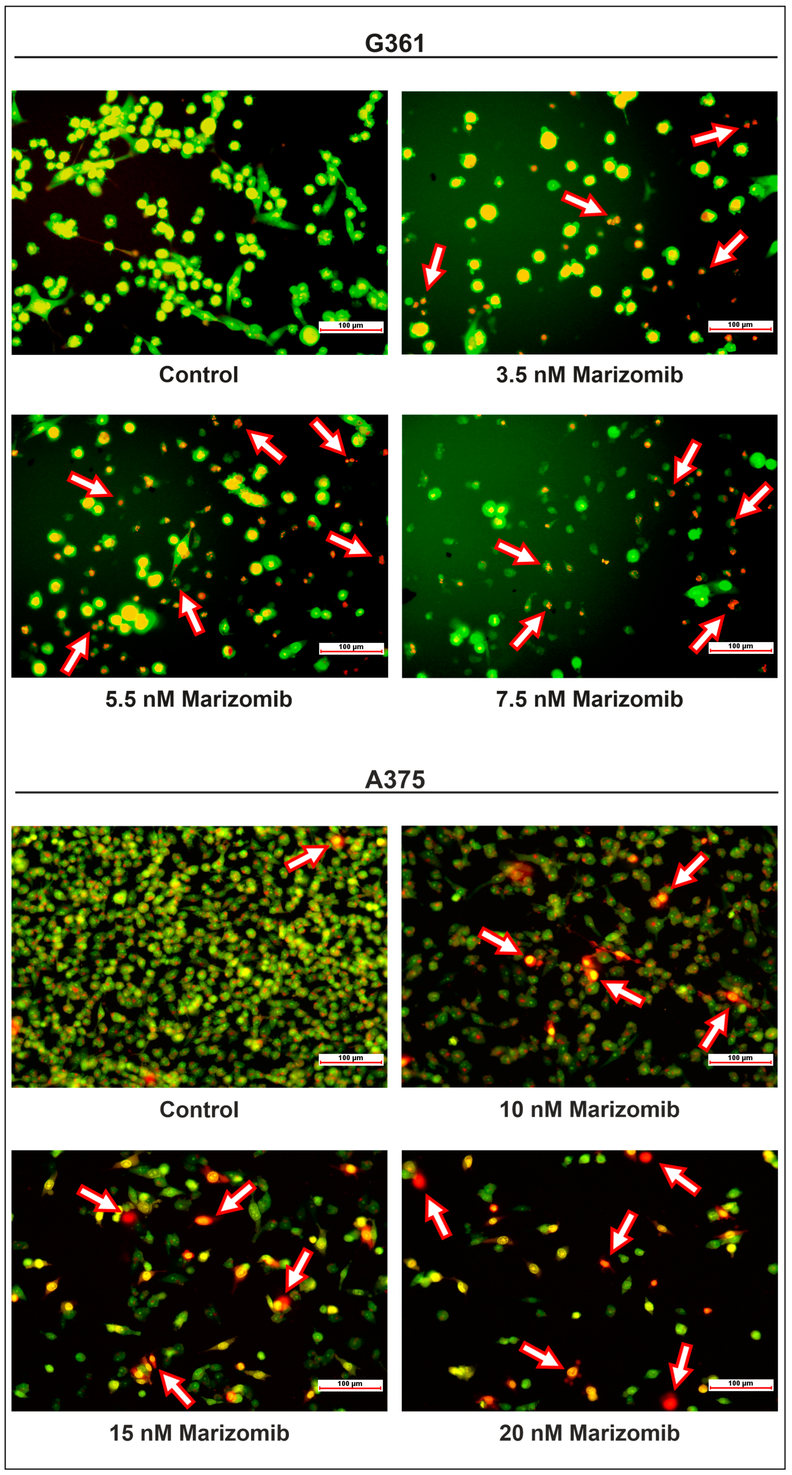 Marinedrugs 22 00315 g002
