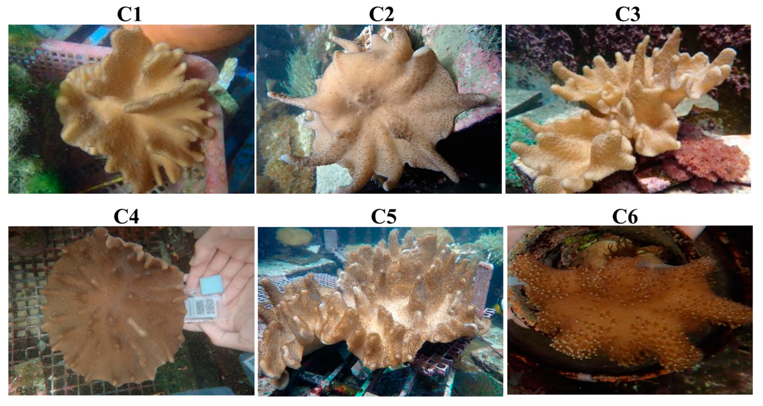 Marinedrugs 22 00323 g001