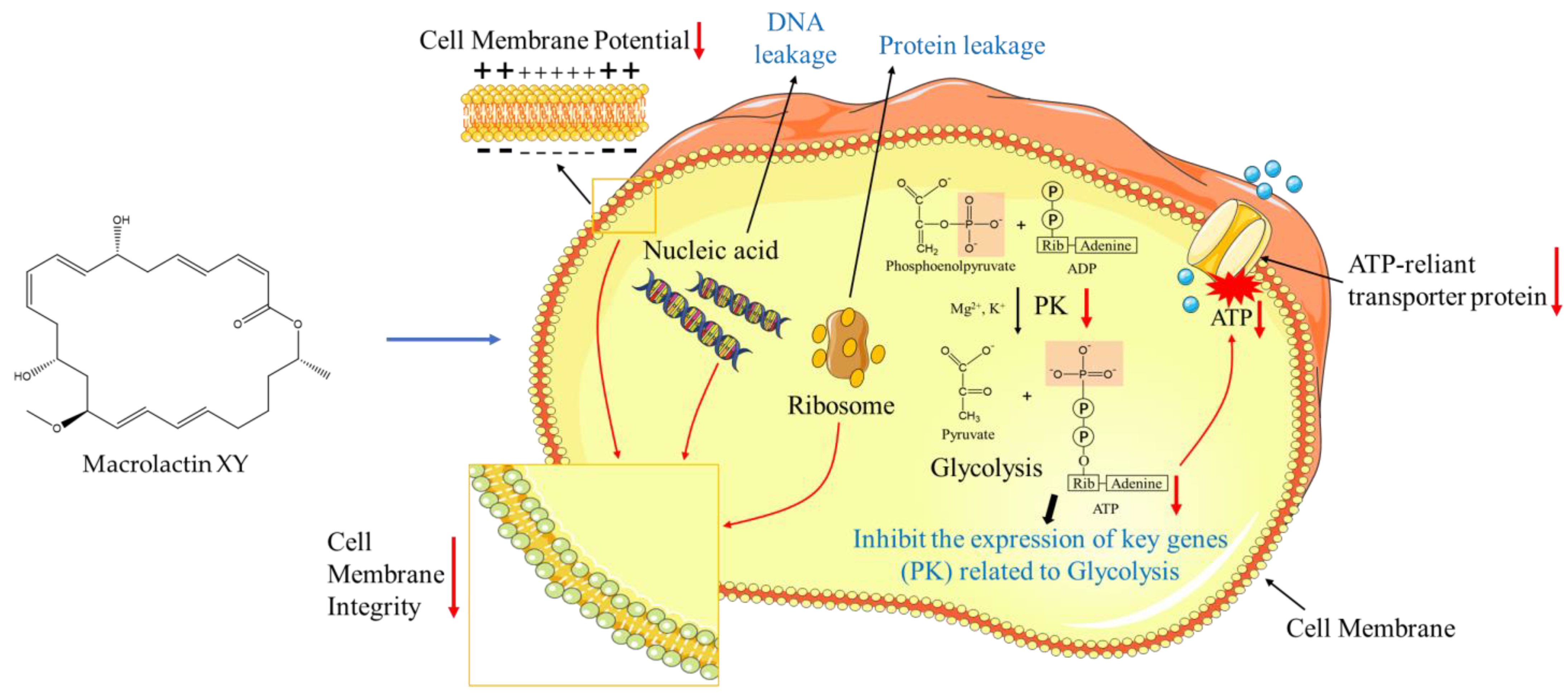 Marinedrugs 22 00331 g007