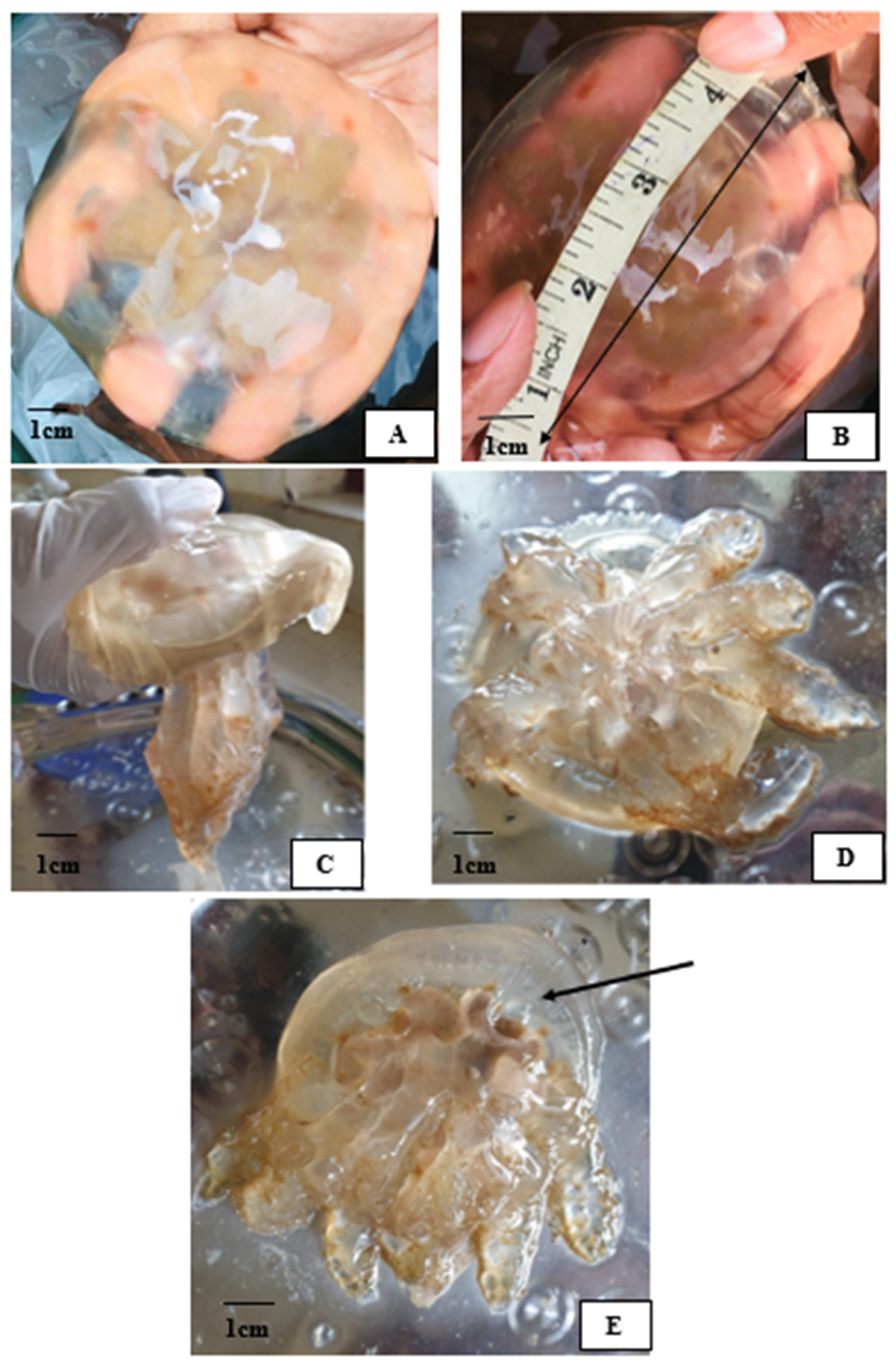 Marinedrugs 22 00333 g0a1