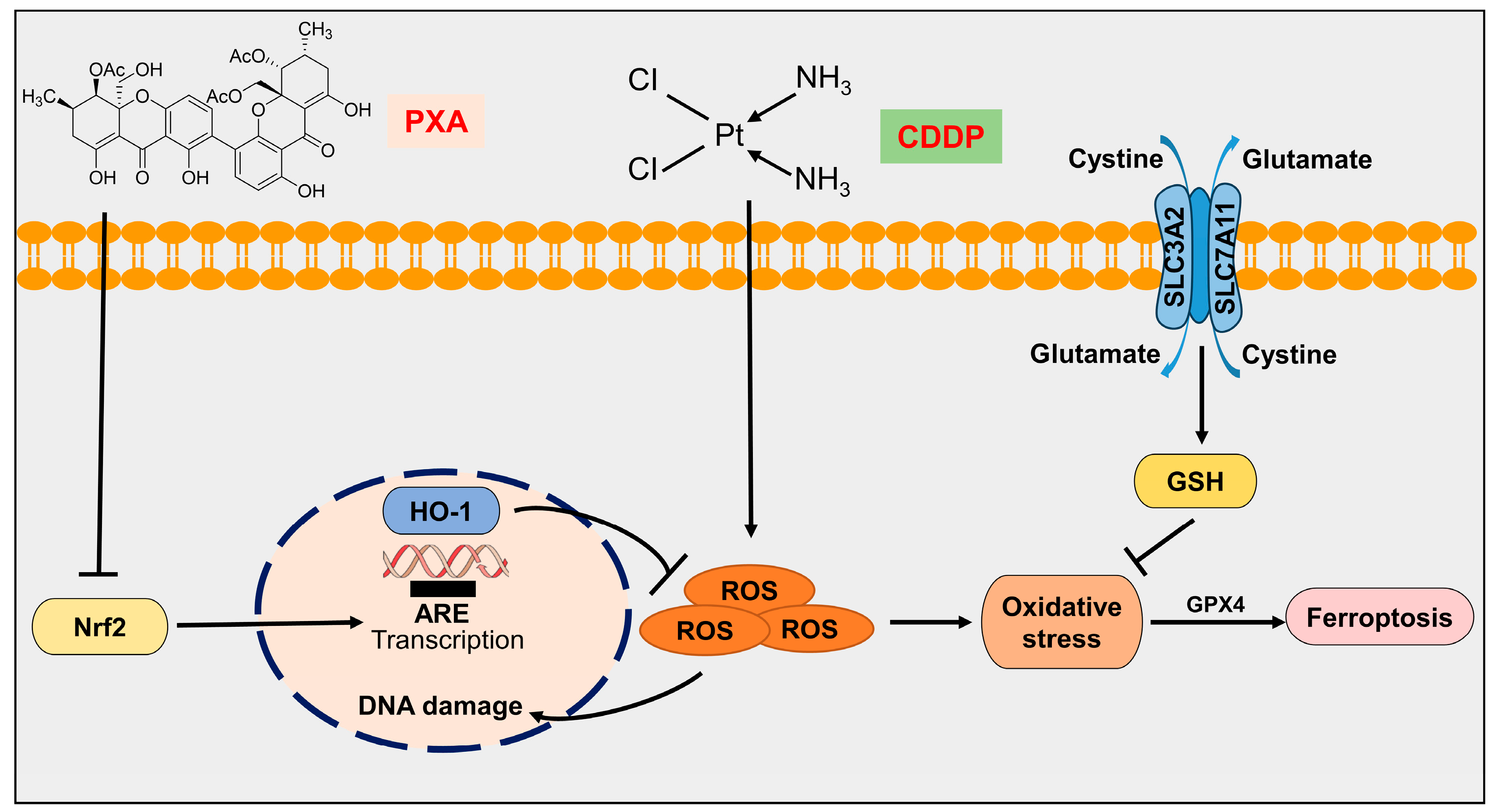 Marinedrugs 22 00357 g008