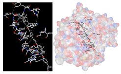 Marinedrugs 22 00365 i008 Marinedrugs 22 00365 i008