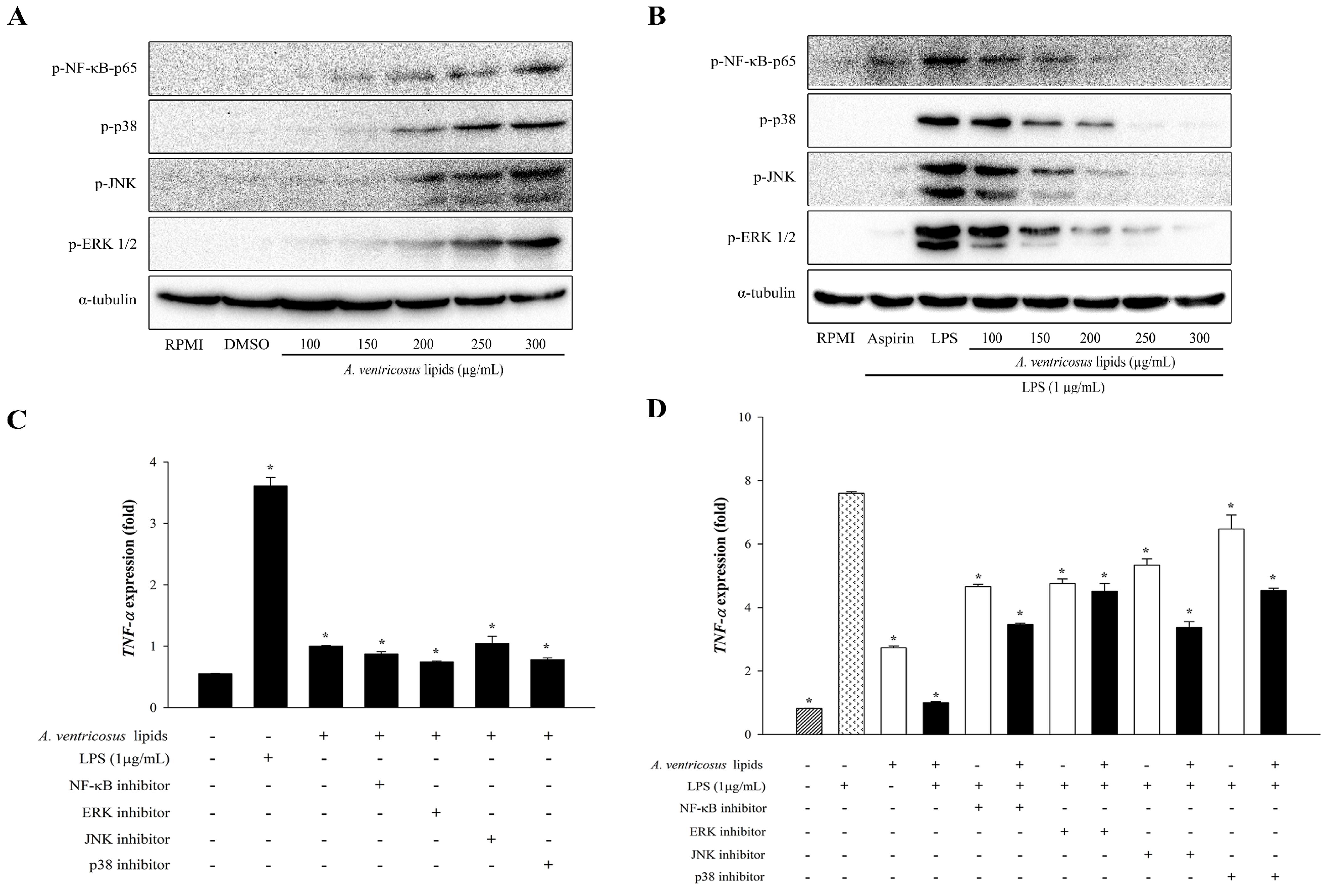 Marinedrugs 22 00368 g006
