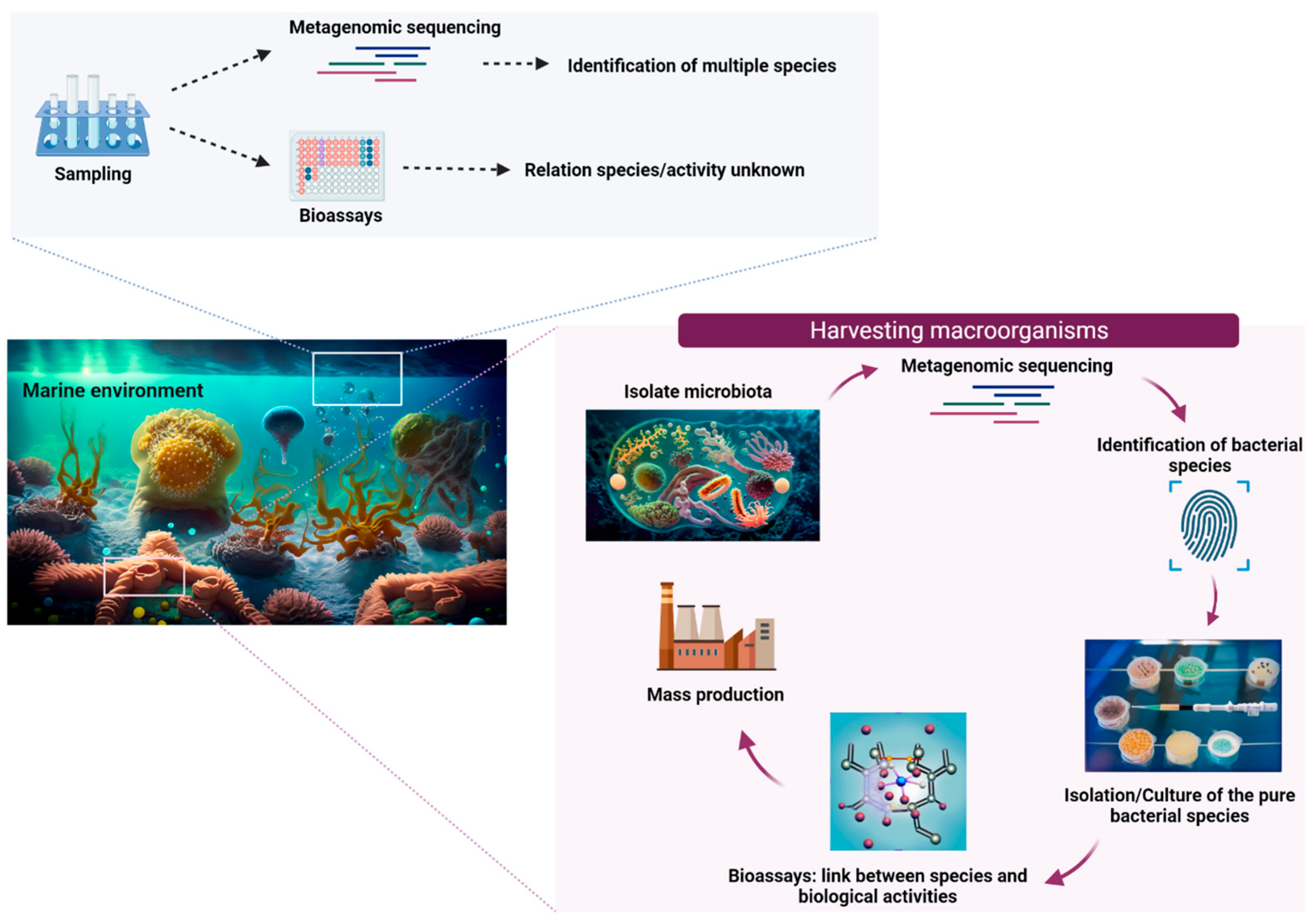 Marinedrugs 22 00405 g003