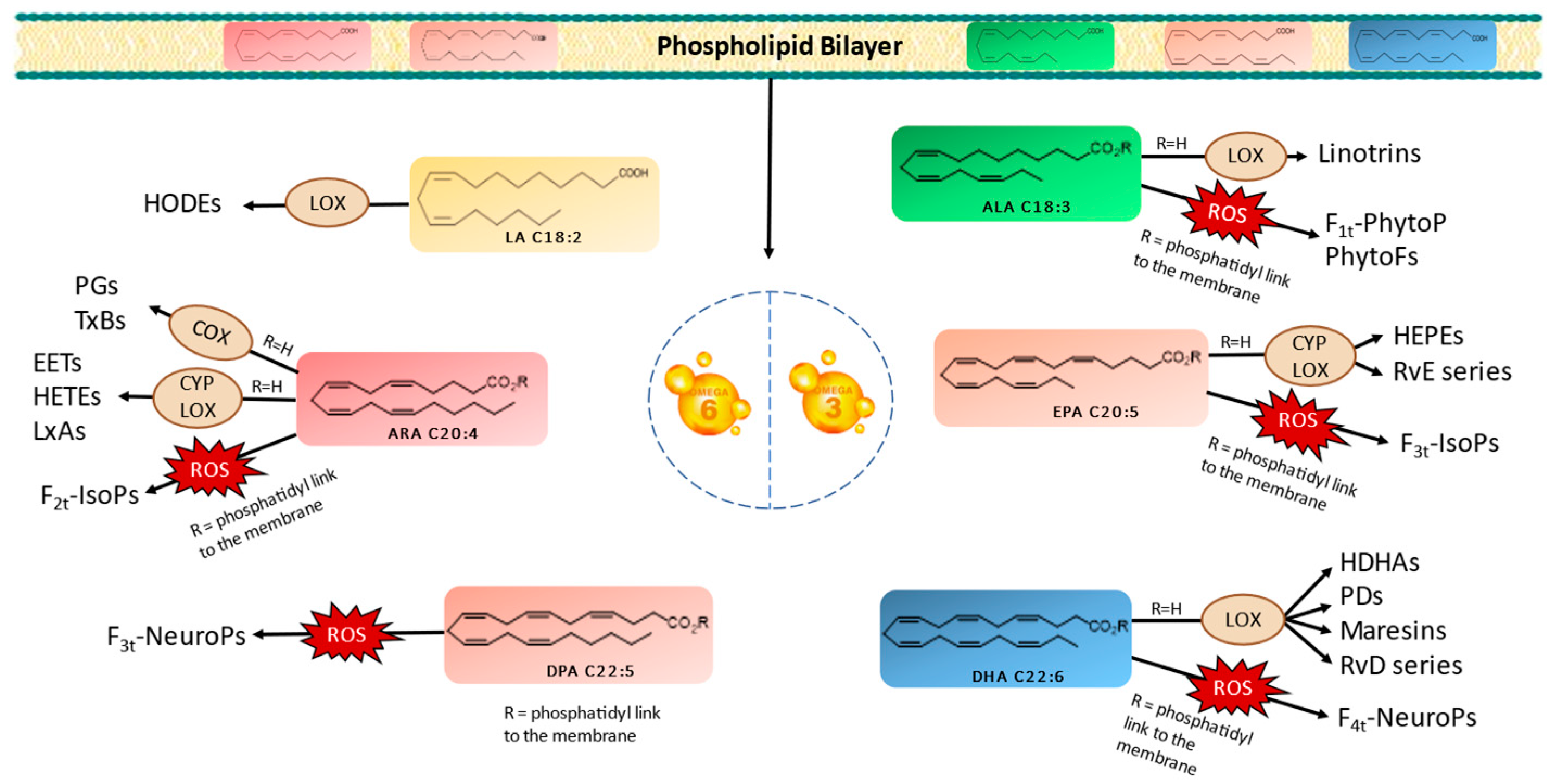 Marinedrugs 22 00406 g001