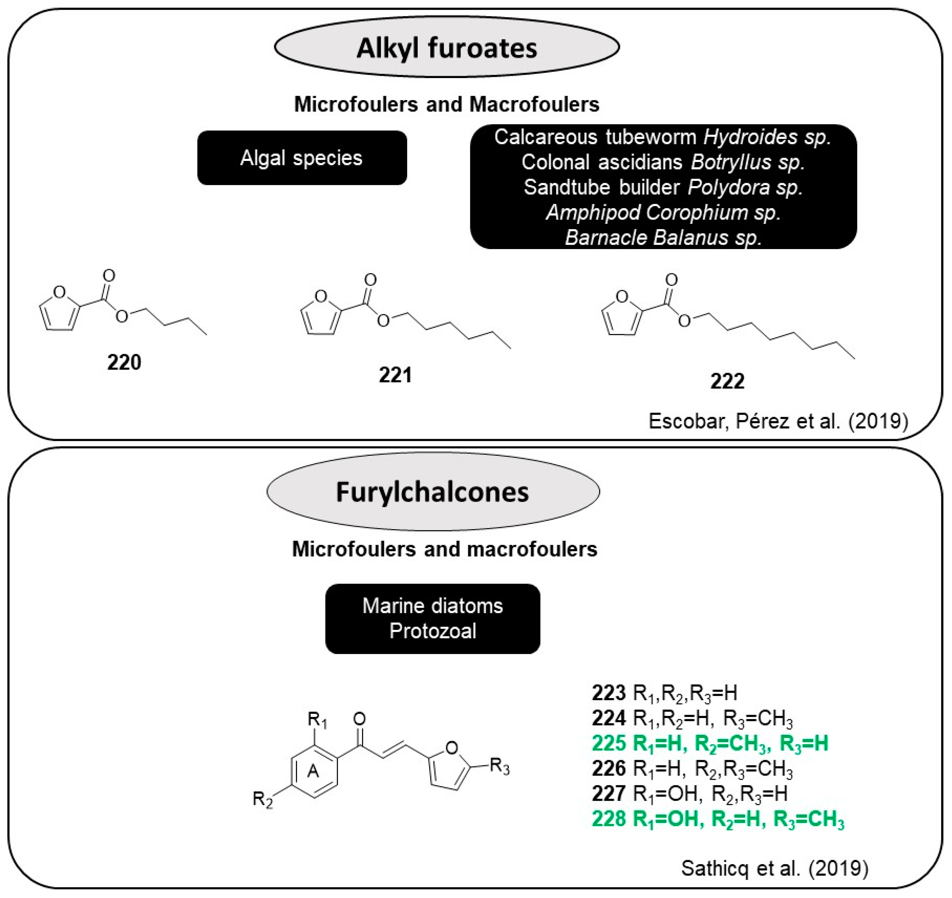 Marinedrugs 22 00416 g019