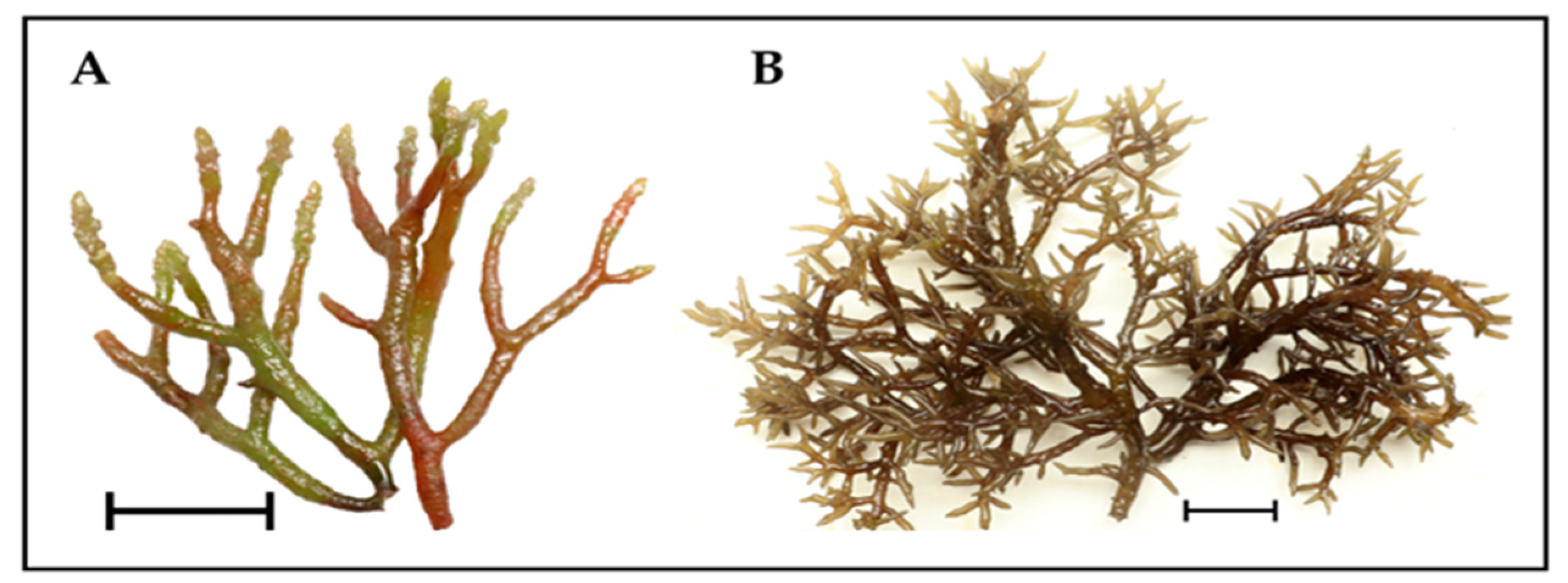 Marinedrugs 22 00491 g001