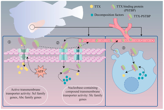 Marinedrugs 22 00531 g005