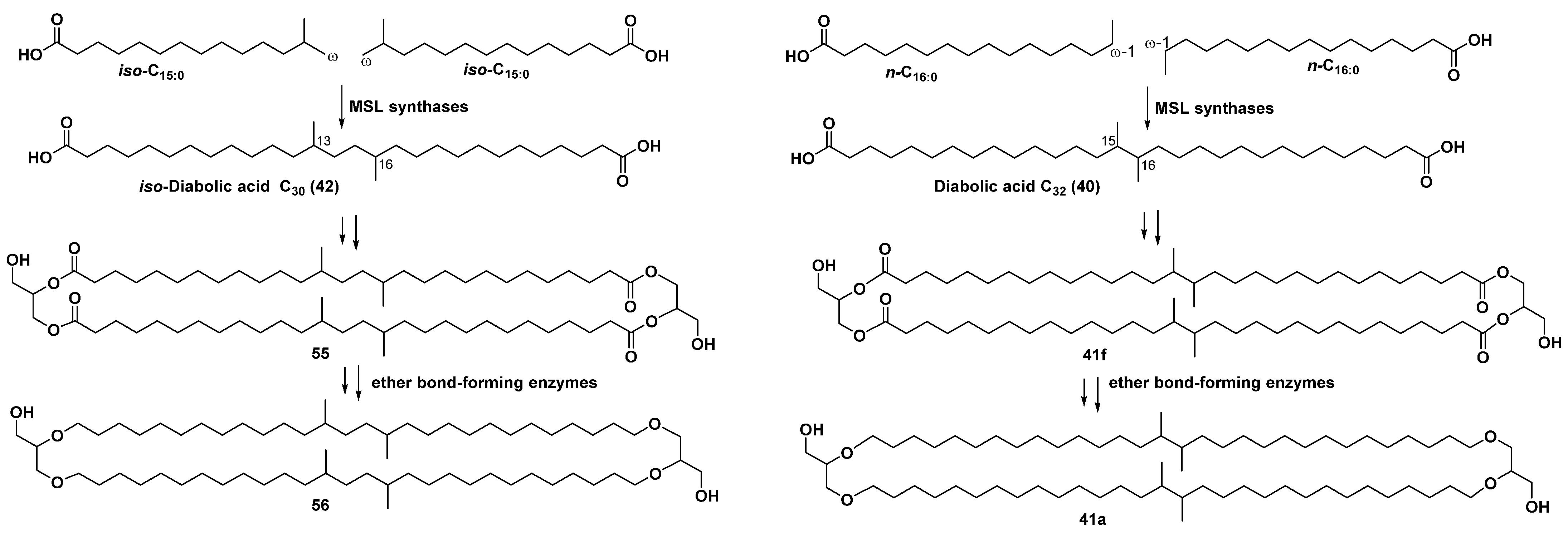 Marinedrugs 23 00003 sch001